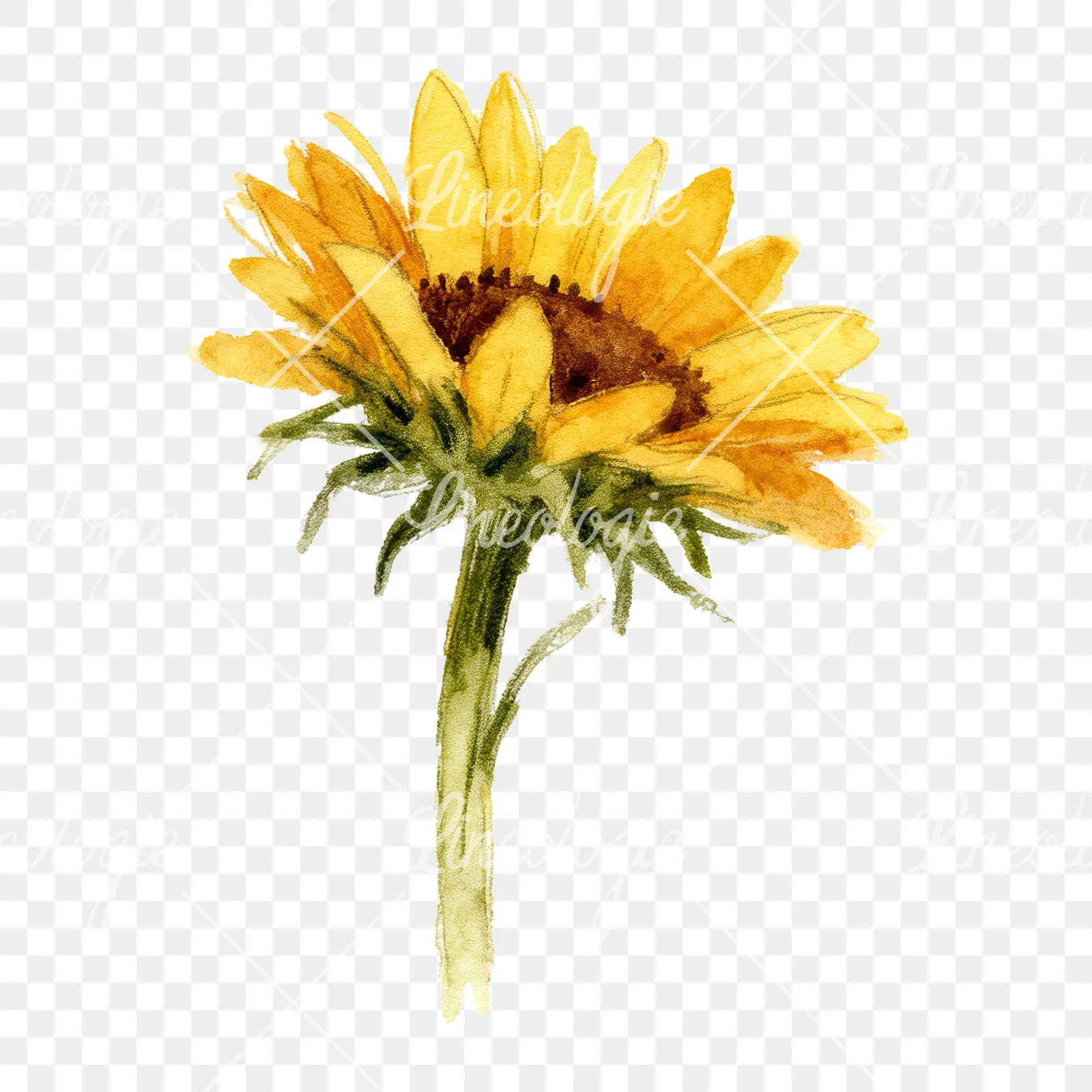 Watercolor pastel sunflower clipart 6 of 9 on a transparent background (PNG)