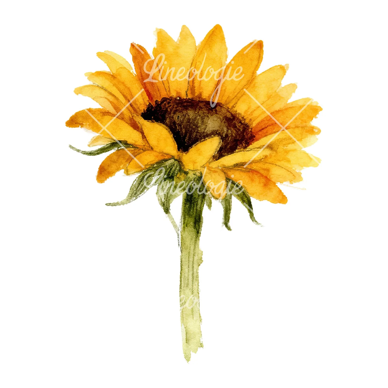 Watercolor pastel sunflower clipart 8 of 9 on a white background (JPG)