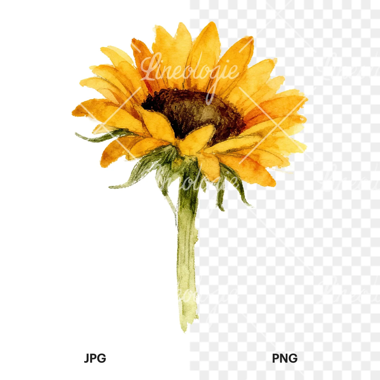 Watercolor pastel sunflower clipart 8 of 9, as a JPG on white and a transparent PNG