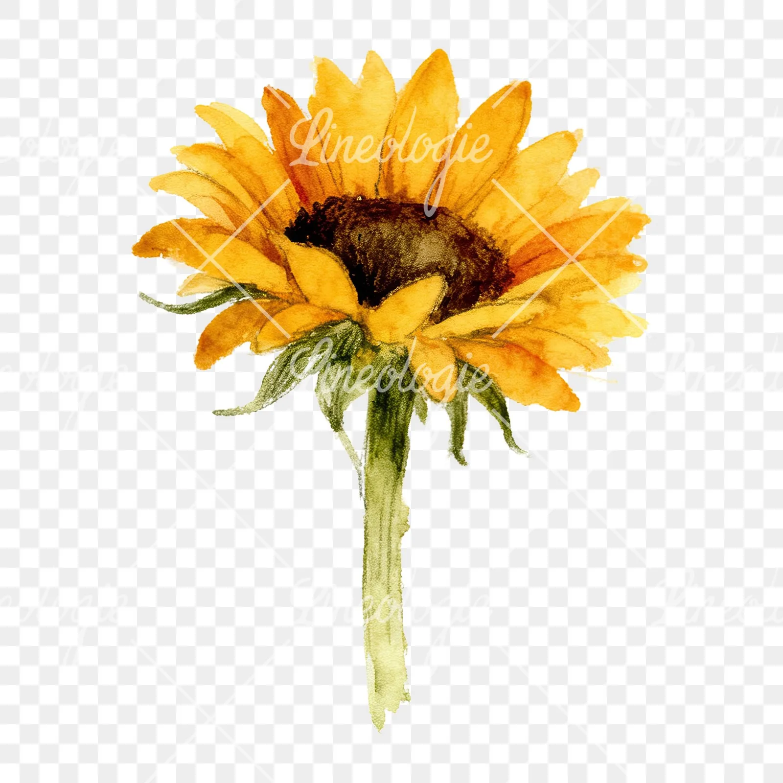 Watercolor pastel sunflower clipart 8 of 9 on a transparent background (PNG)