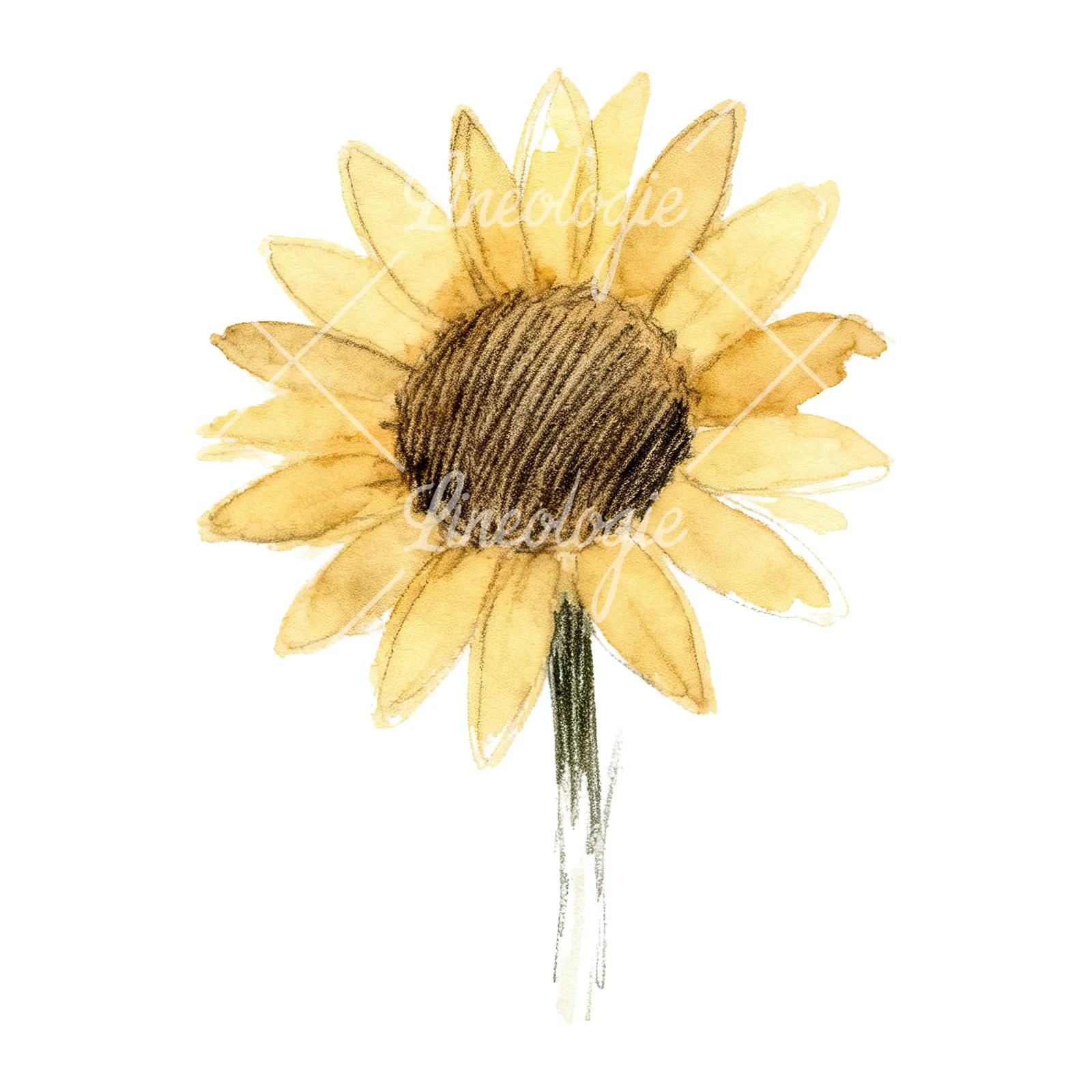 Watercolor pastel sunflower clipart 9 of 9 on a white background (JPG)