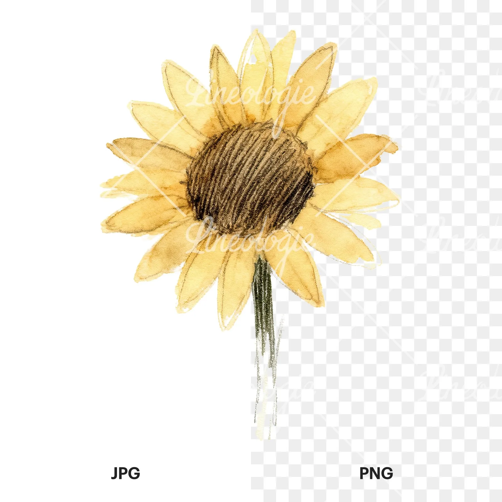 Watercolor pastel sunflower clipart 9 of 9, as a JPG on white and a transparent PNG