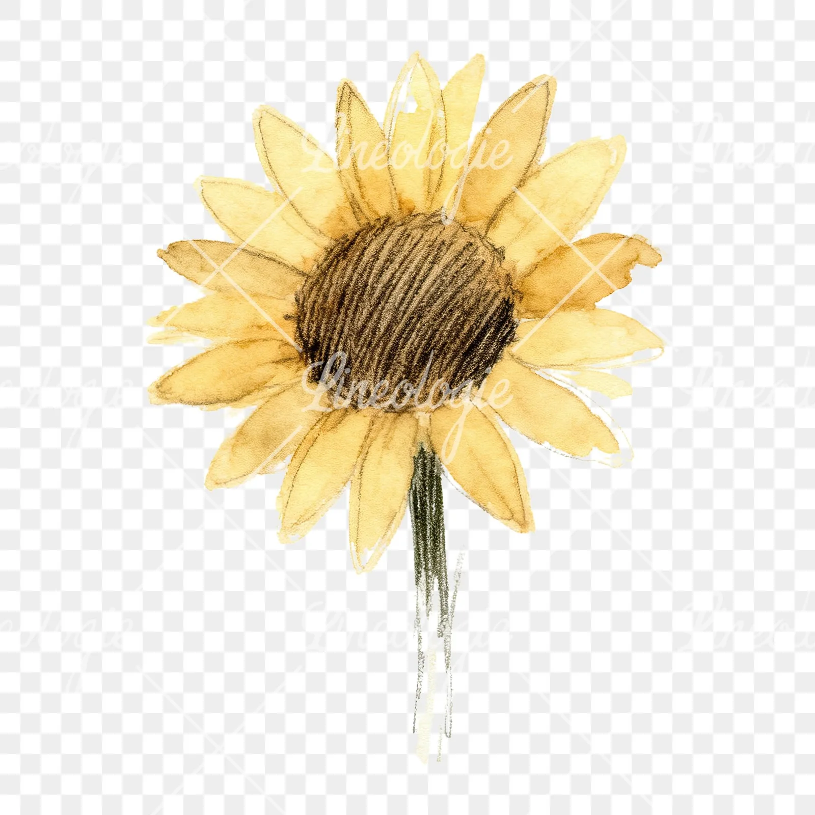 Watercolor pastel sunflower clipart 9 of 9 on a transparent background (PNG)