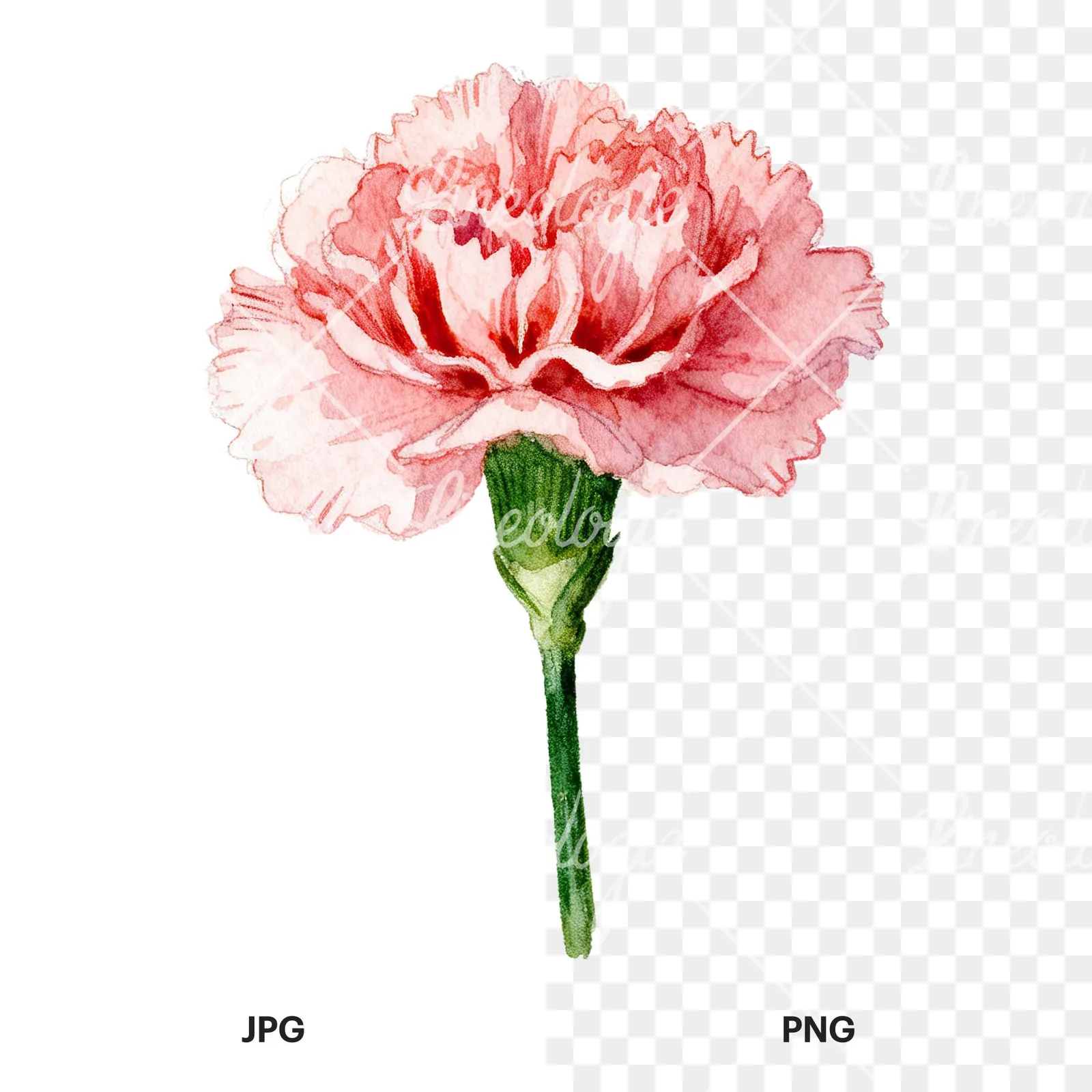 Watercolor pink carnation clipart 1 of 9, as a JPG on white and a transparent PNG