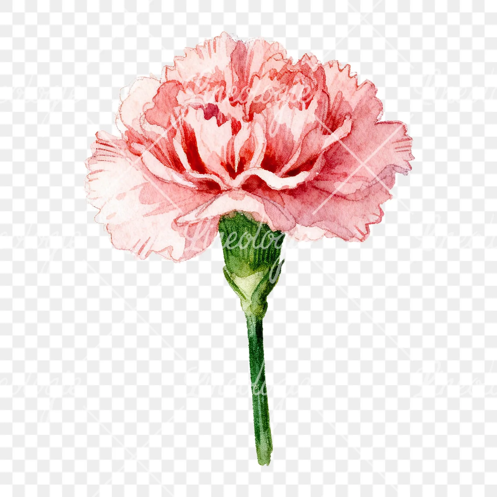 Watercolor pink carnation clipart 1 of 9 on a transparent background (PNG)