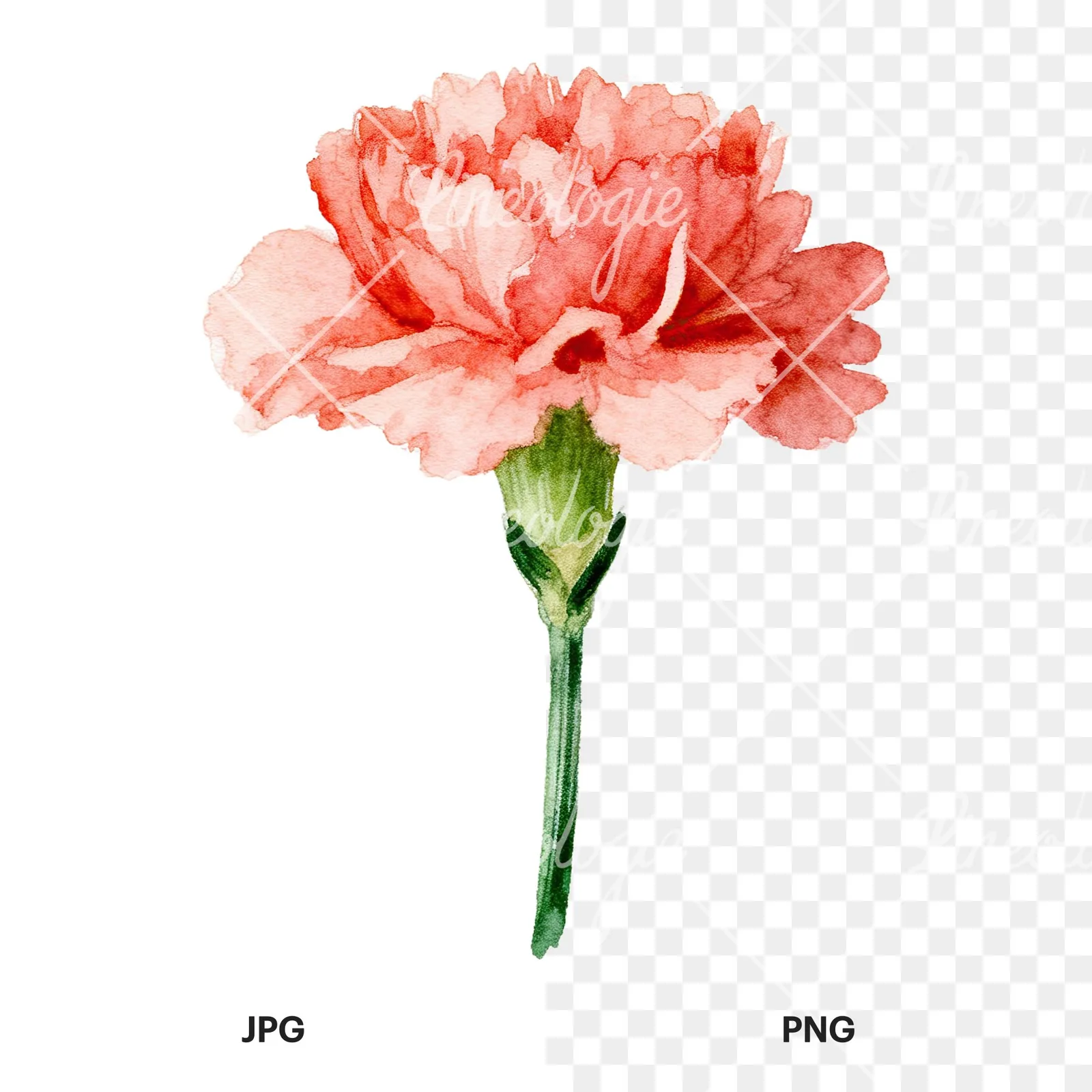 Watercolor pink carnation clipart 2 of 9, as a JPG on white and a transparent PNG