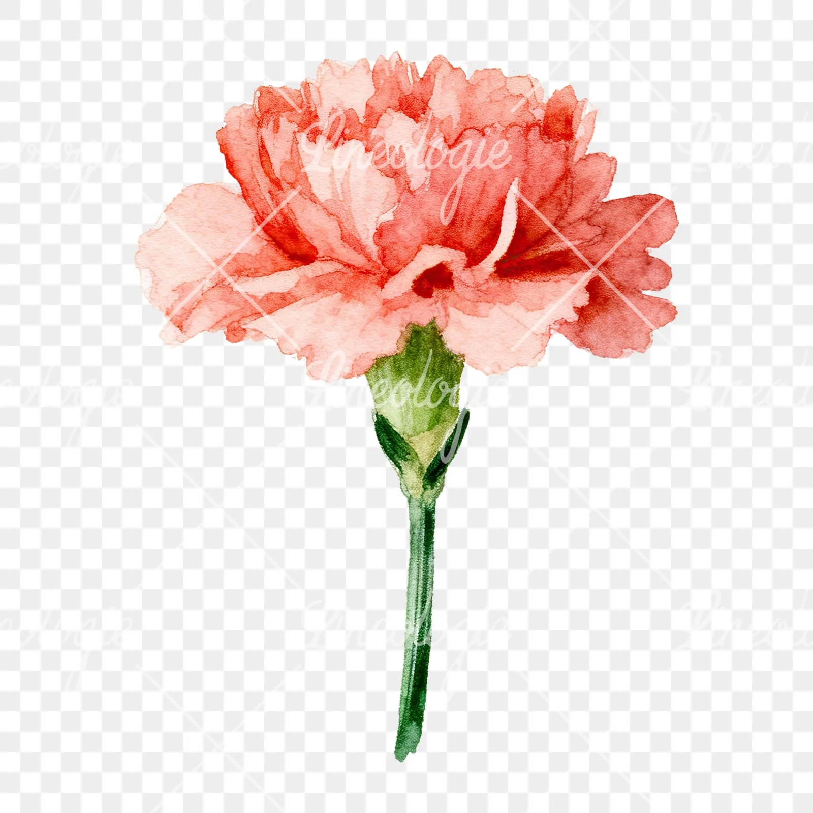 Watercolor pink carnation clipart 2 of 9 on a transparent background (PNG)