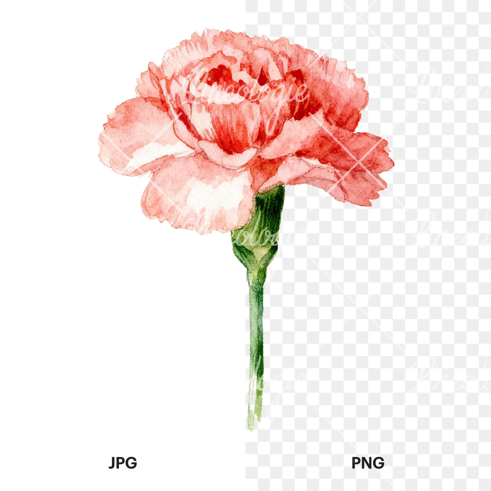 Watercolor pink carnation clipart 4 of 9, as a JPG on white and a transparent PNG