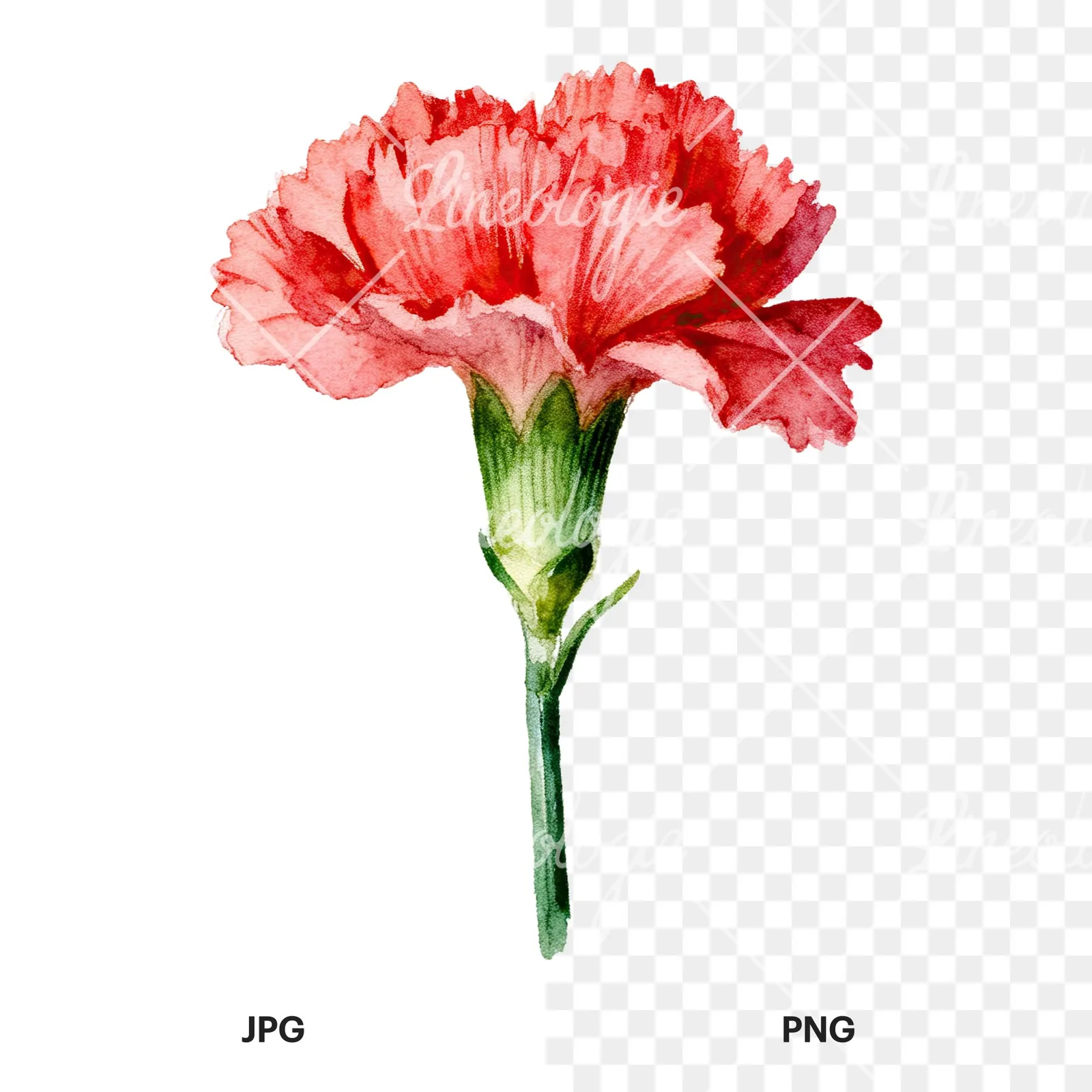 Watercolor pink carnation clipart 5 of 9, as a JPG on white and a transparent PNG
