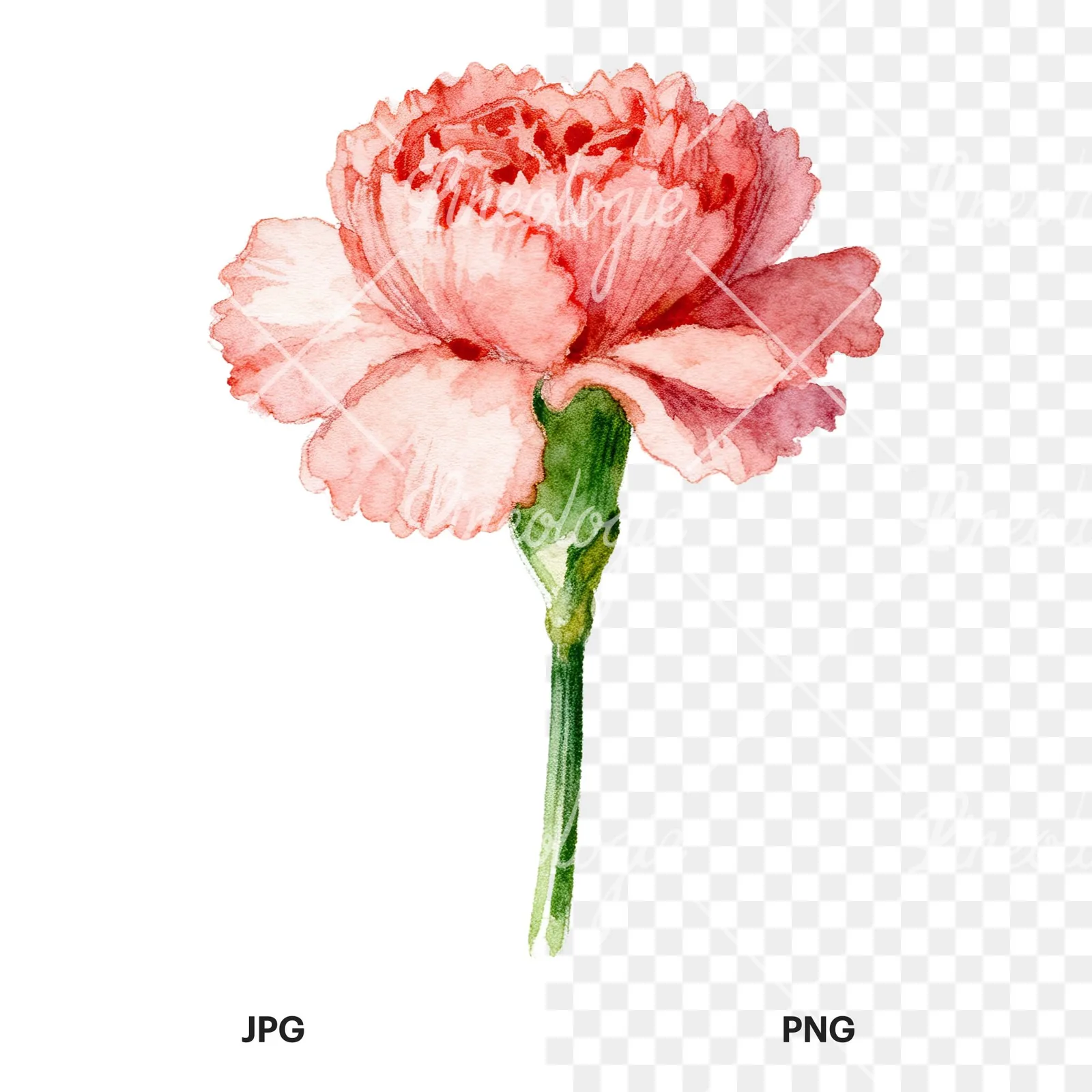 Watercolor pink carnation clipart 6 of 9, as a JPG on white and a transparent PNG