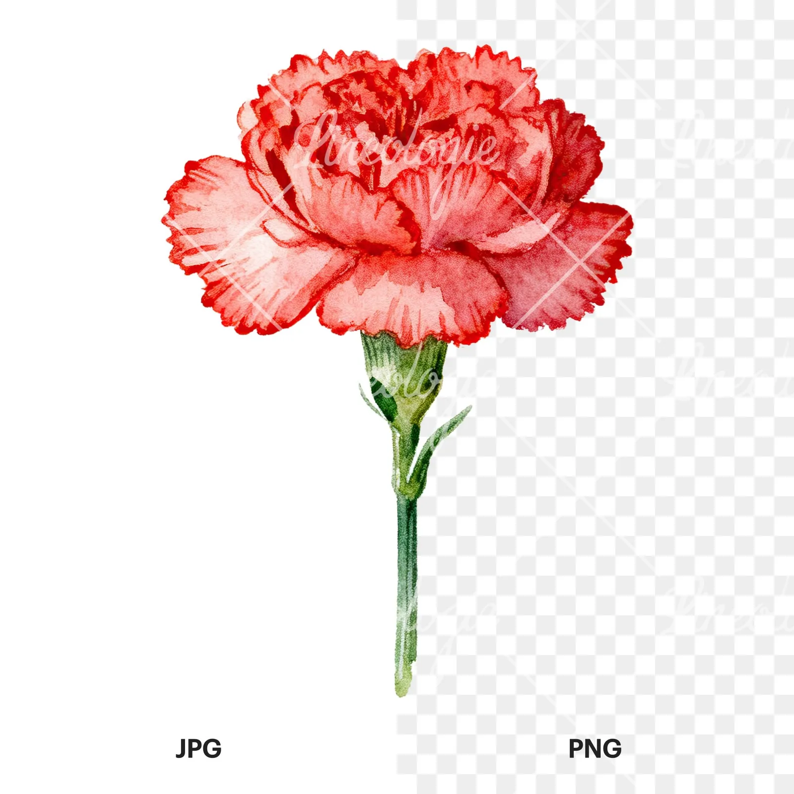 Watercolor pink carnation clipart 7 of 9, as a JPG on white and a transparent PNG