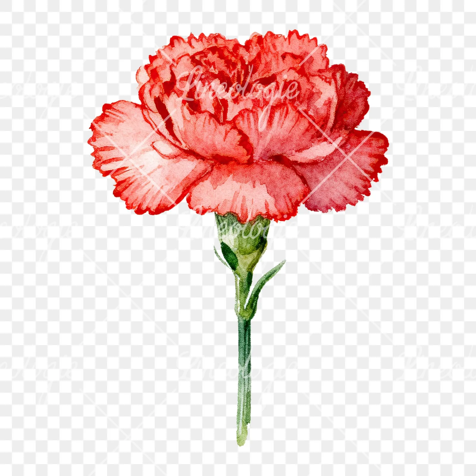 Watercolor pink carnation clipart 7 of 9 on a transparent background (PNG)