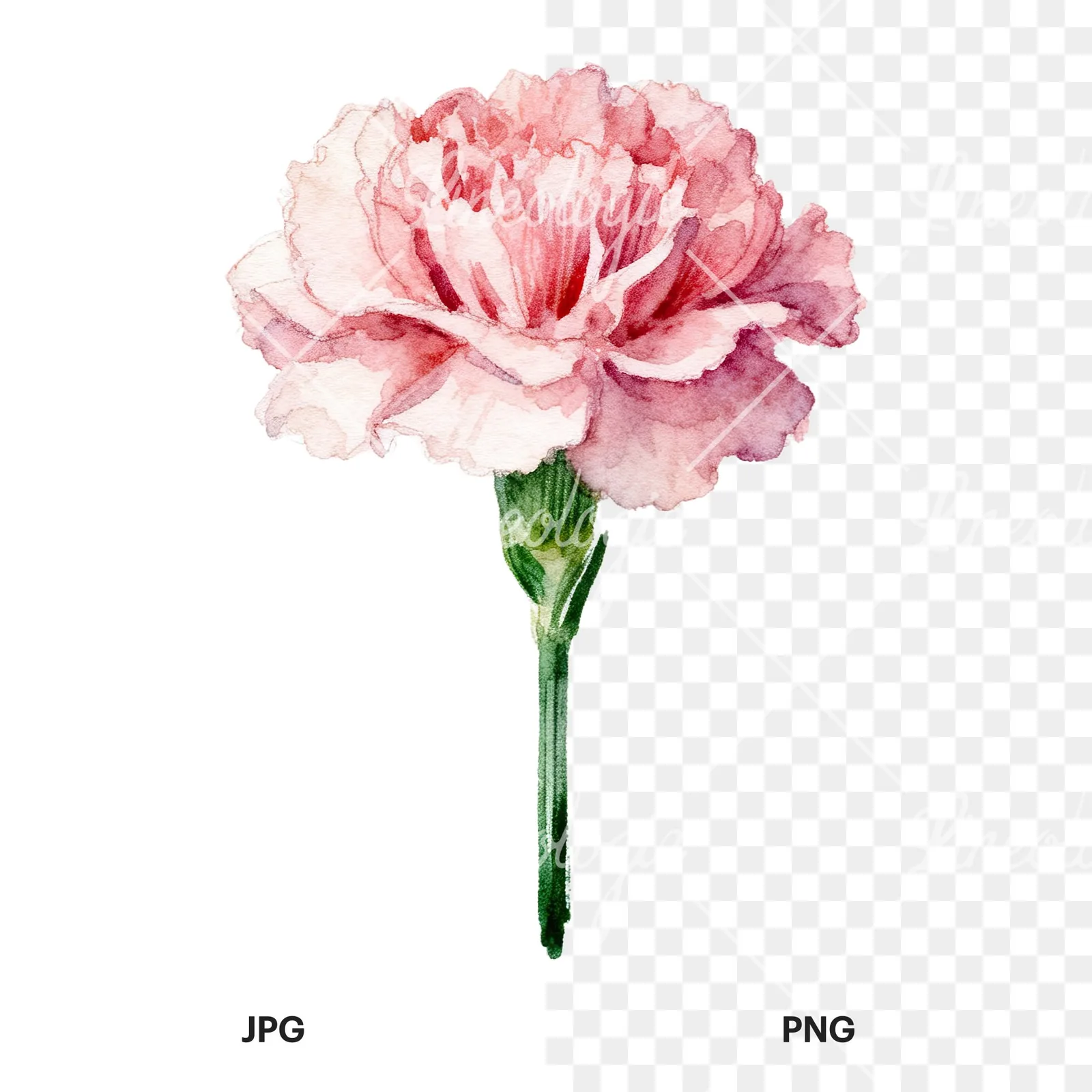 Watercolor pink carnation clipart 8 of 9, as a JPG on white and a transparent PNG