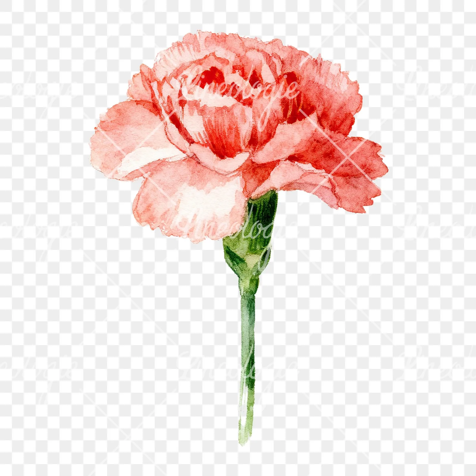 Watercolor pink carnation clipart 9 of 9 on a transparent background (PNG)