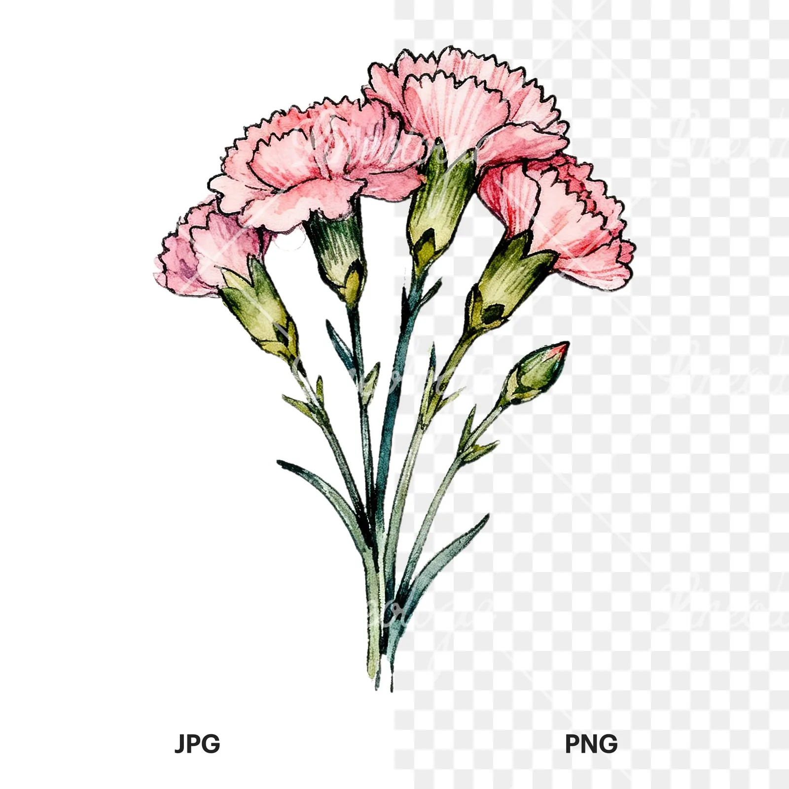 Watercolor pink carnation bouquet with green leaves clipart 1 of 9, as a JPG on white and a transparent PNG