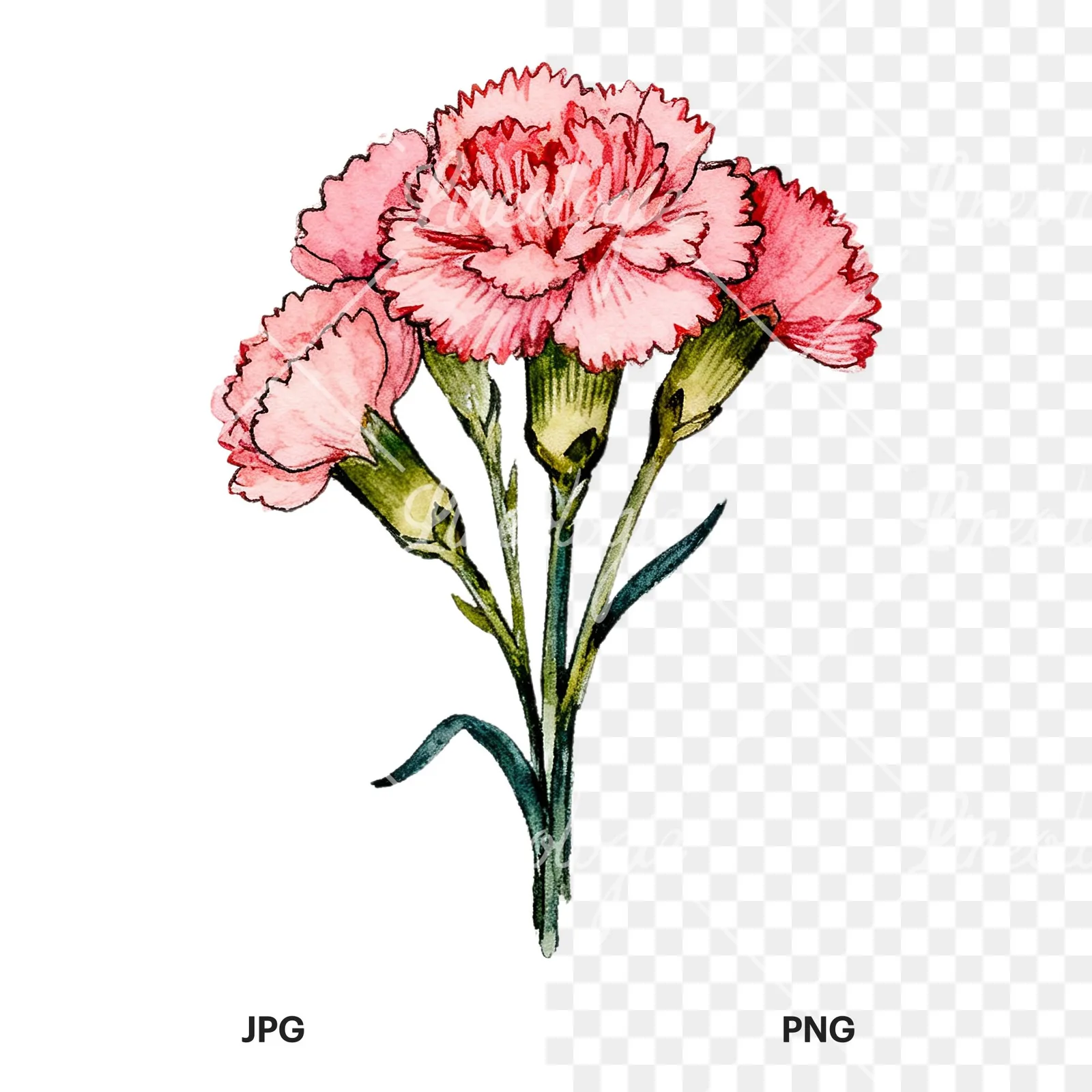 Watercolor pink carnation bouquet with green leaves clipart 4 of 9, as a JPG on white and a transparent PNG