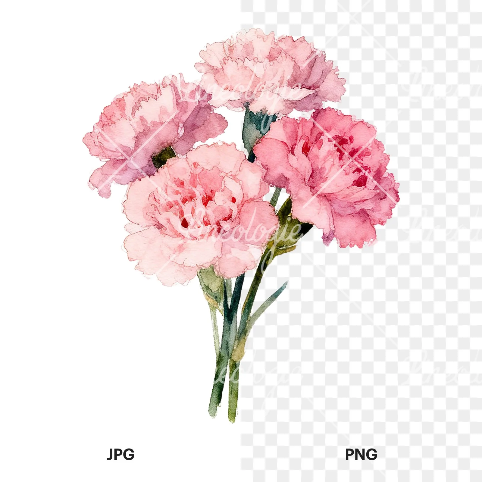 Watercolor tight pink carnation bouquet clipart 1 of 9, as a JPG on white and a transparent PNG