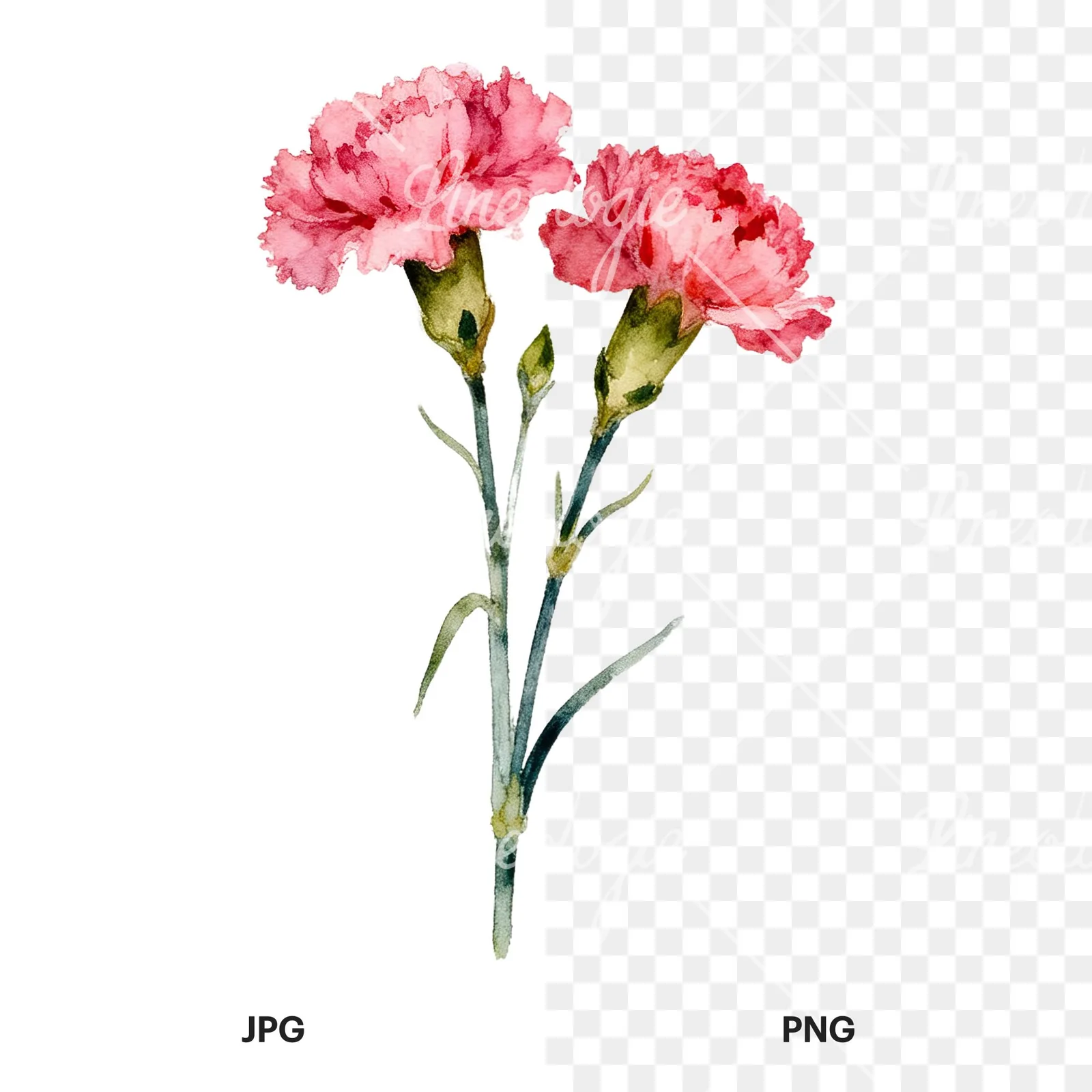 Watercolor tight pink carnation bouquet clipart 4 of 9, as a JPG on white and a transparent PNG