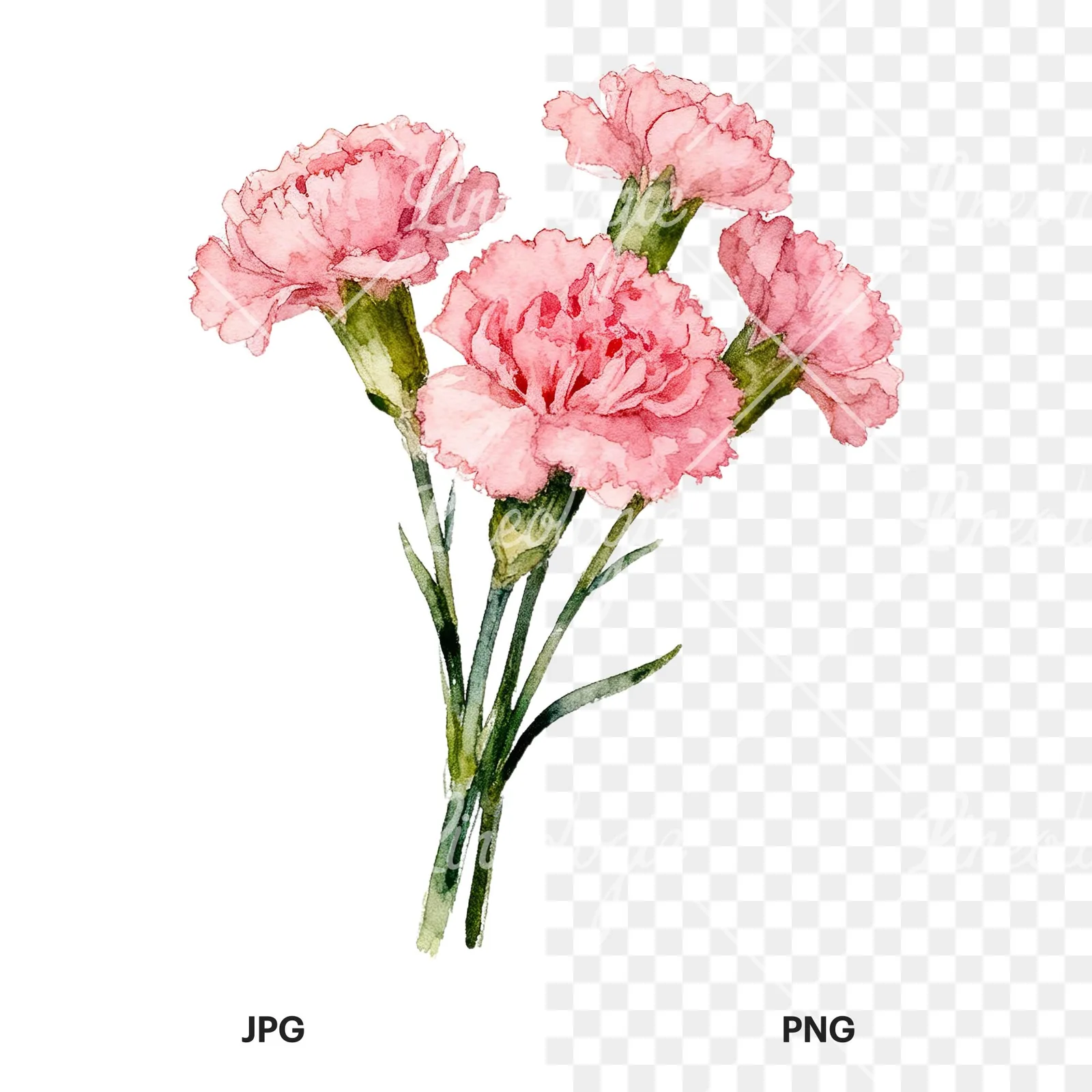 Watercolor pink carnation flower bouquet clipart 1 of 9, as a JPG on white and a transparent PNG