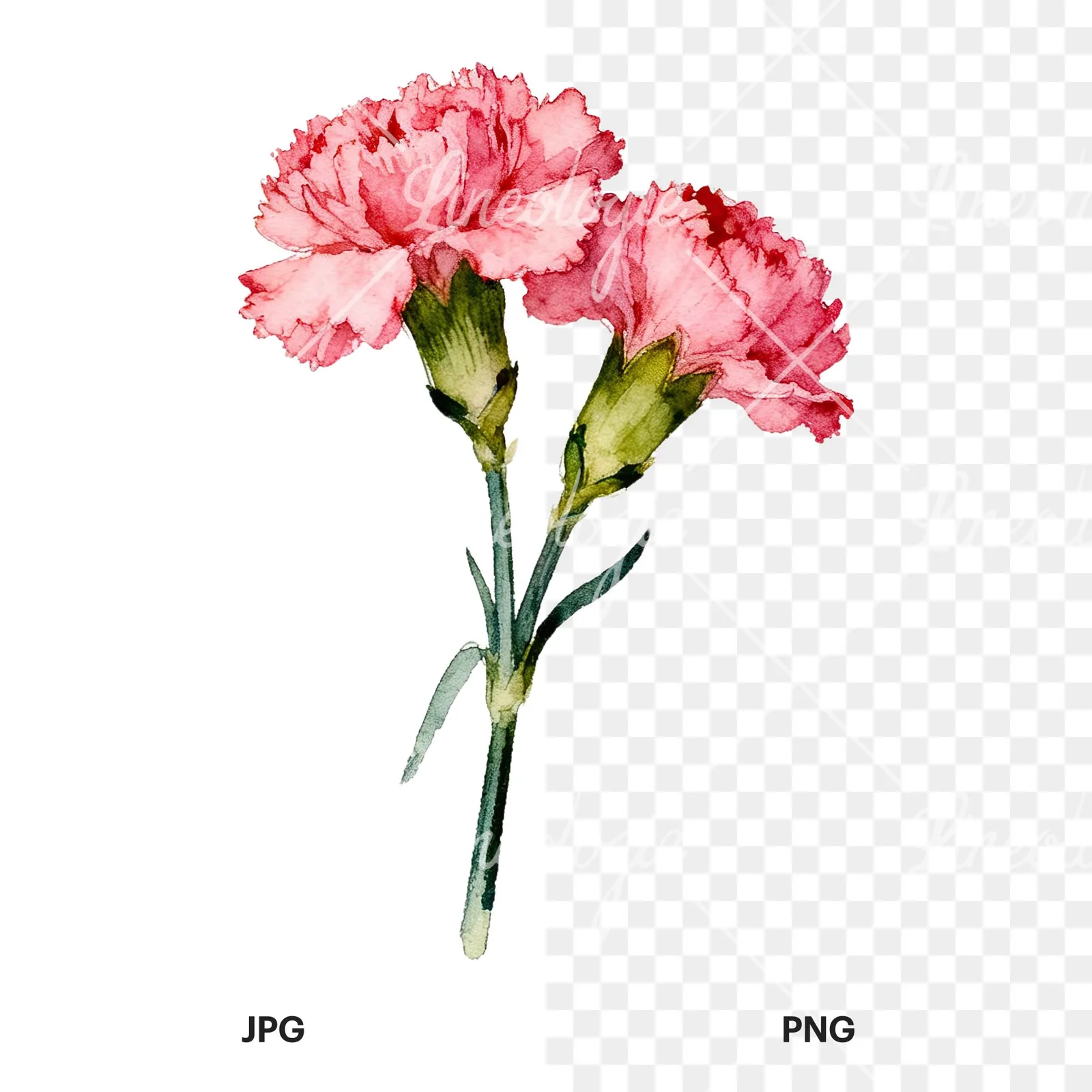 Watercolor pink carnation flower bouquet clipart 2 of 9, as a JPG on white and a transparent PNG