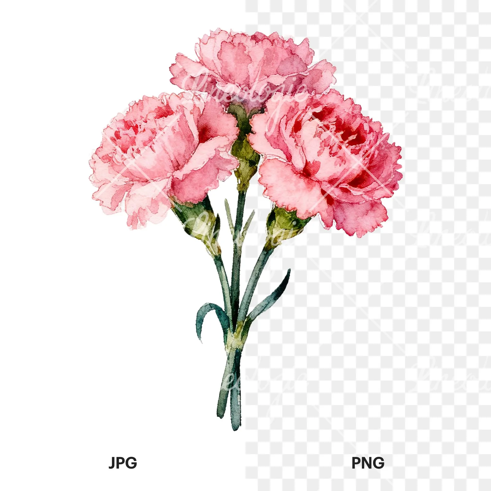 Watercolor pink carnation flower bouquet clipart 8 of 9, as a JPG on white and a transparent PNG