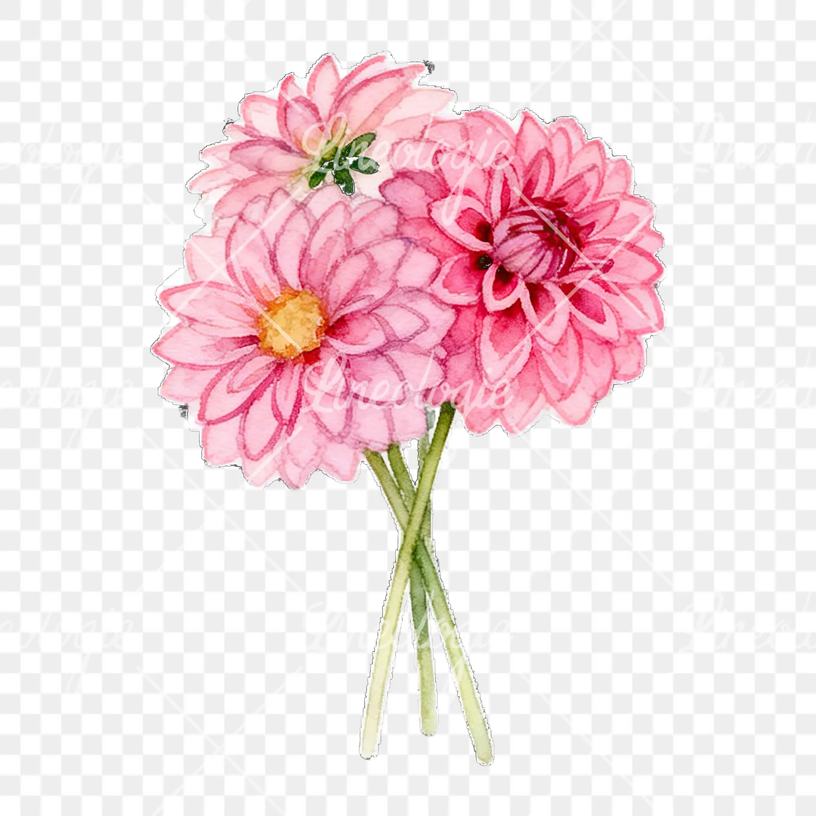 Watercolor pink dahlia bouquet clipart 1 of 9 on a transparent background (PNG)