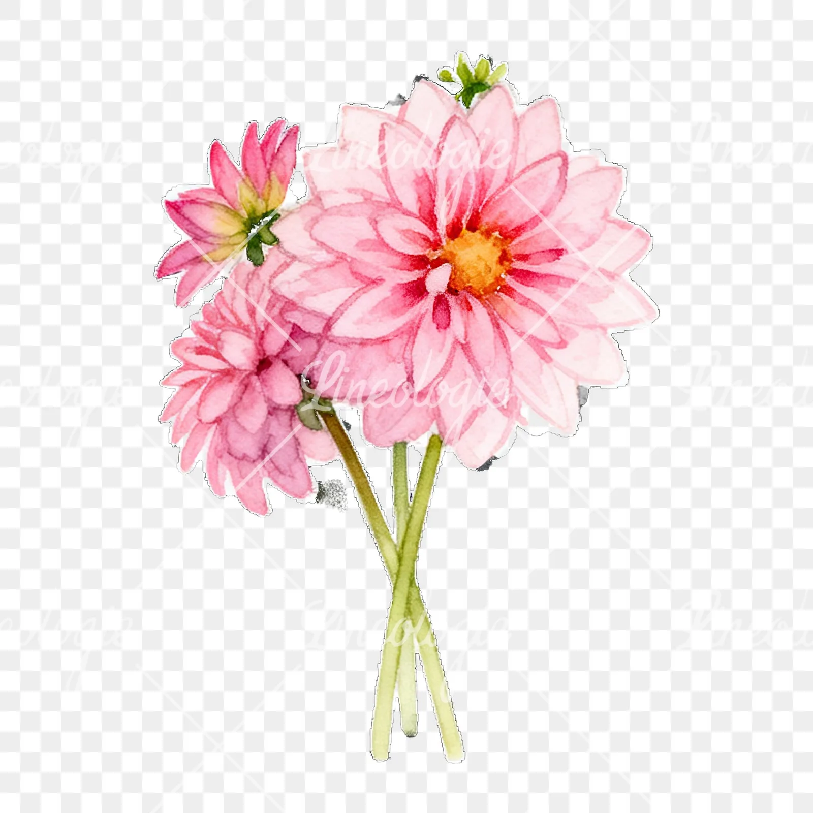 Watercolor pink dahlia bouquet clipart 2 of 9 on a transparent background (PNG)