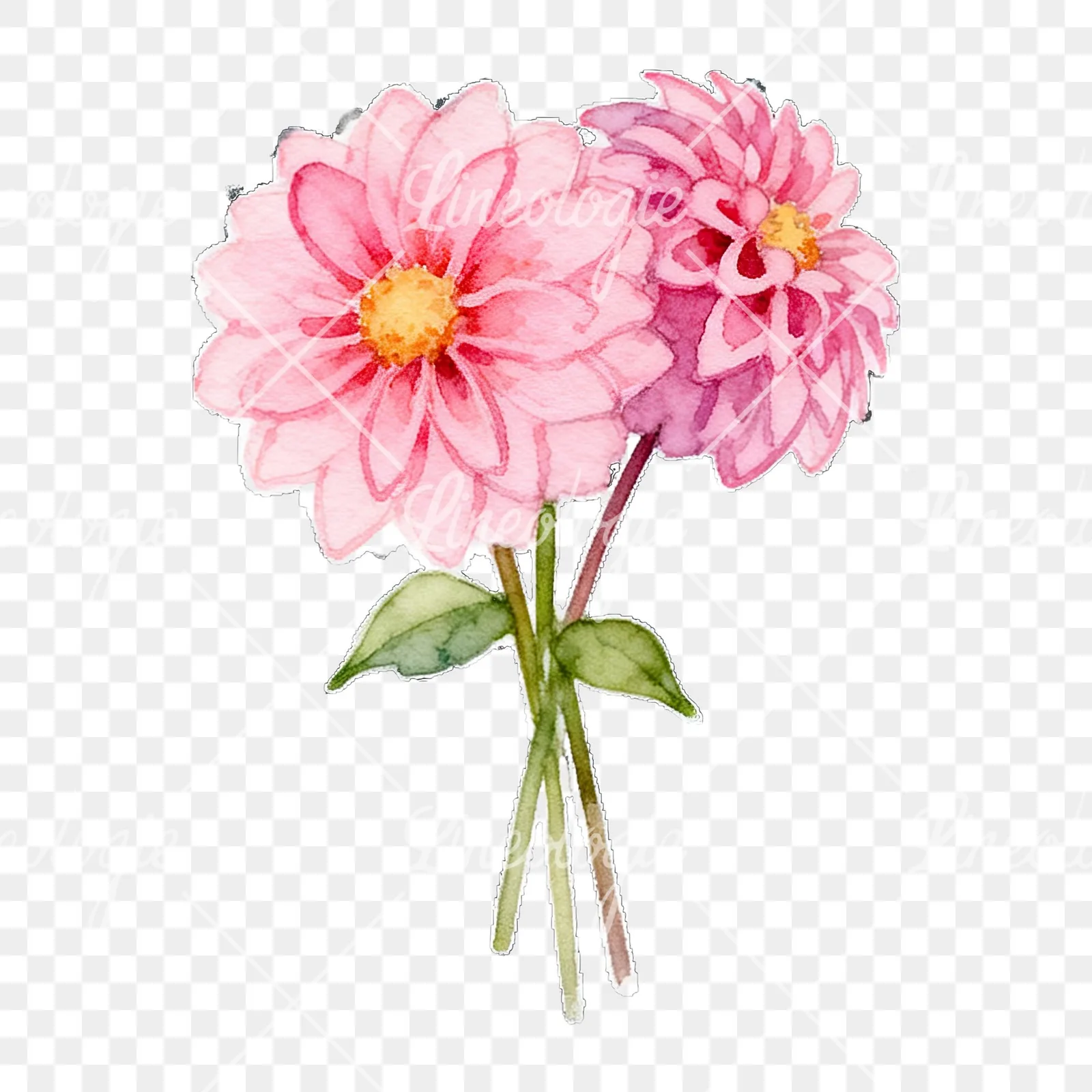 Watercolor pink dahlia bouquet clipart 3 of 9 on a transparent background (PNG)