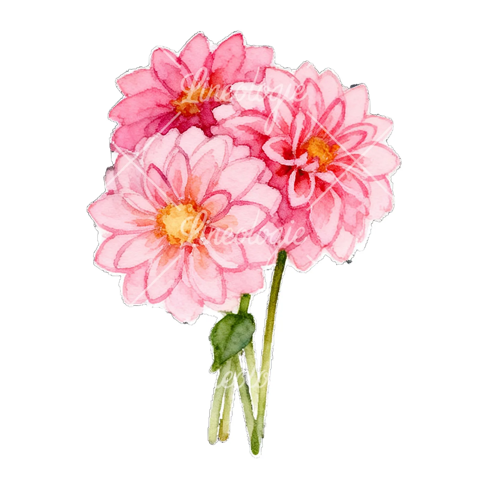 Watercolor pink dahlia bouquet clipart 4 of 9 on a white background (JPG)