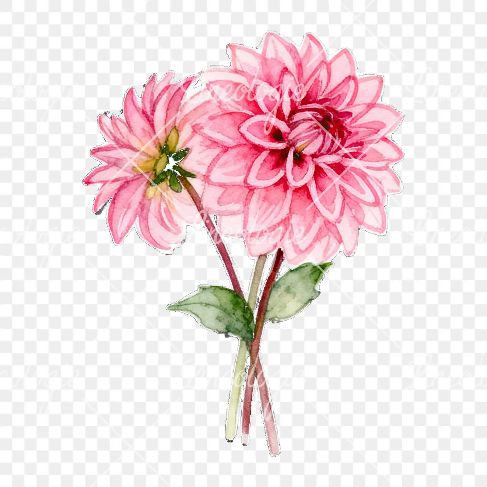 Watercolor pink dahlia bouquet clipart 7 of 9 on a transparent background (PNG)