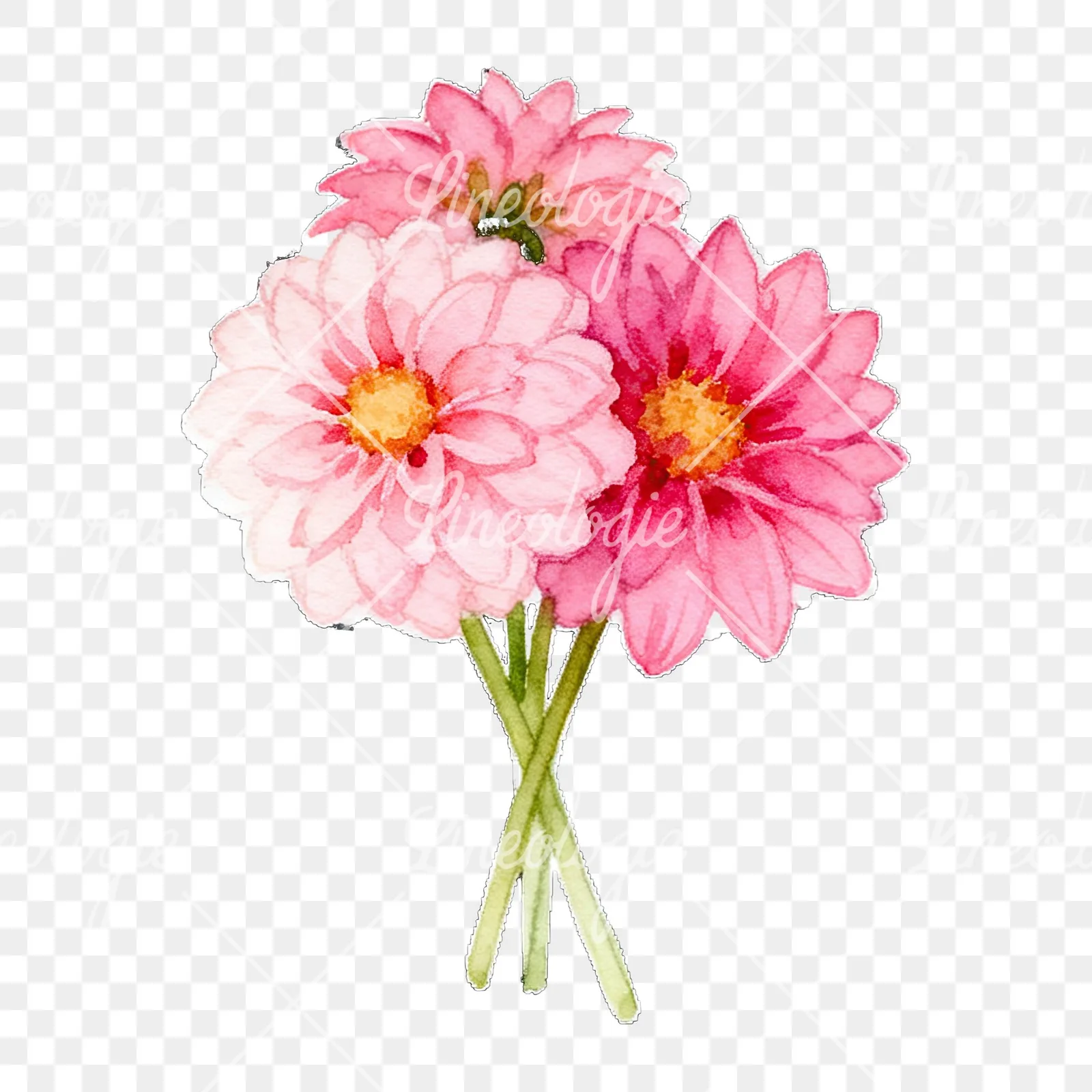 Watercolor pink dahlia bouquet clipart 8 of 9 on a transparent background (PNG)