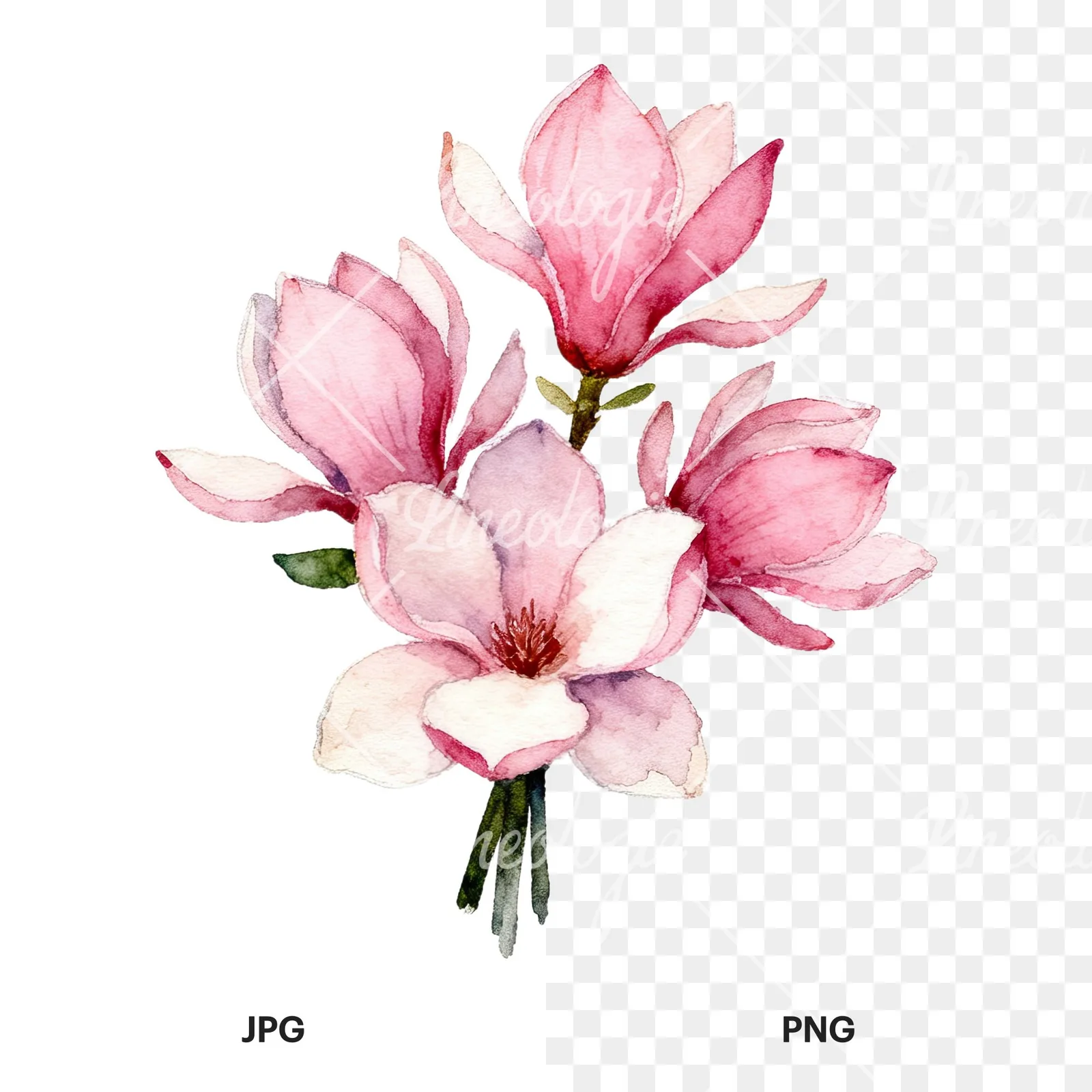 Watercolor pink magnolia bouquet with branches clipart 2 of 9, as a JPG on white and a transparent PNG