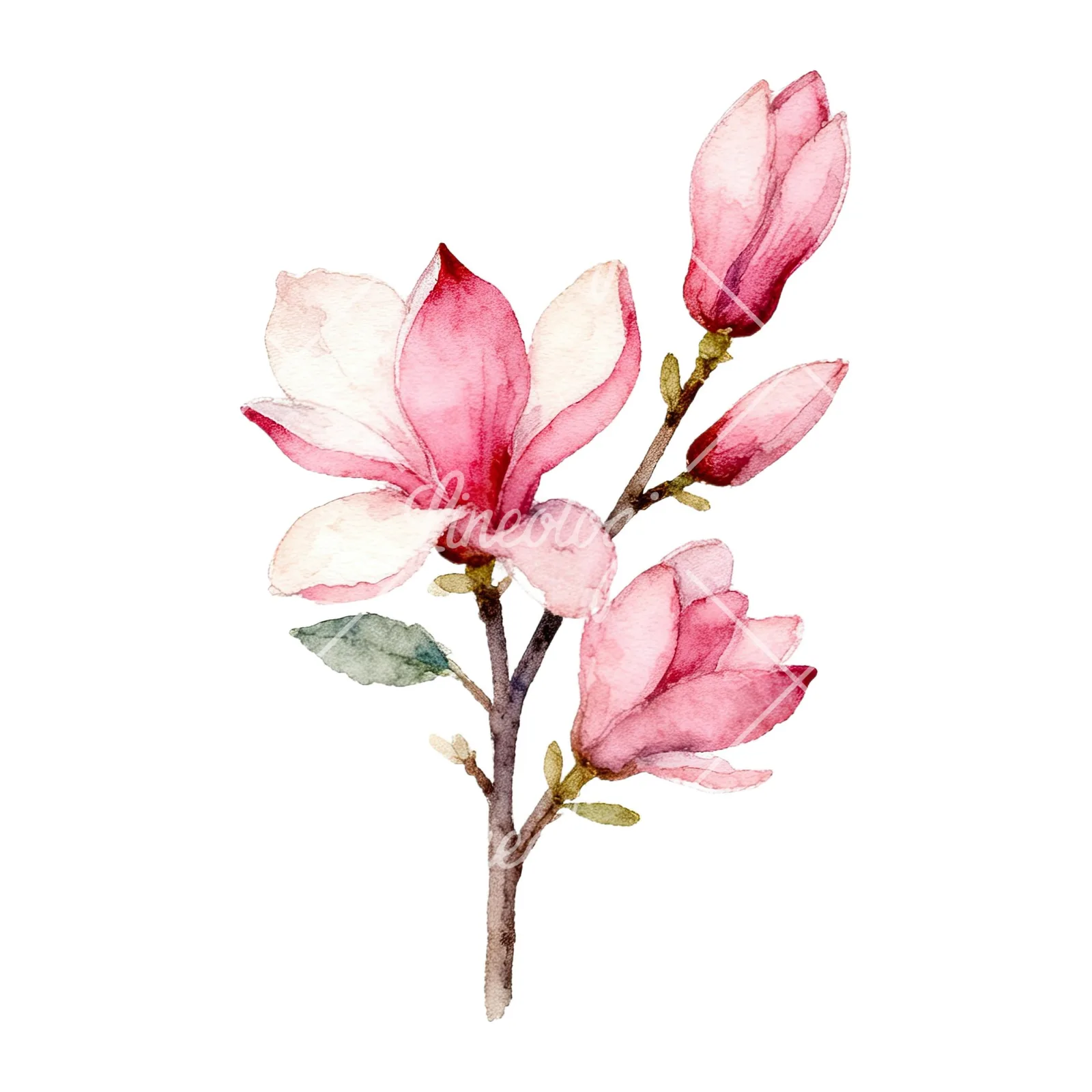 Watercolor pink magnolia bouquet with branches clipart 3 of 9 on a white background (JPG)