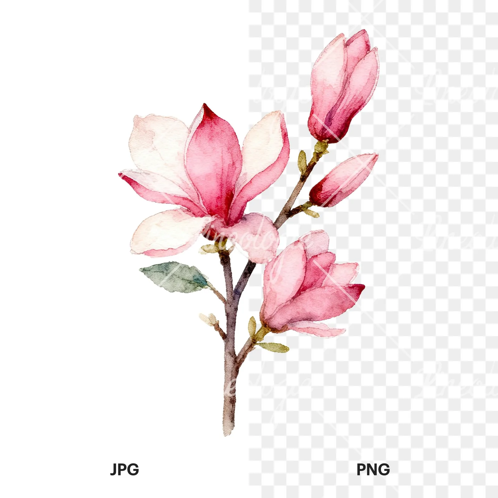 Watercolor pink magnolia bouquet with branches clipart 3 of 9, as a JPG on white and a transparent PNG