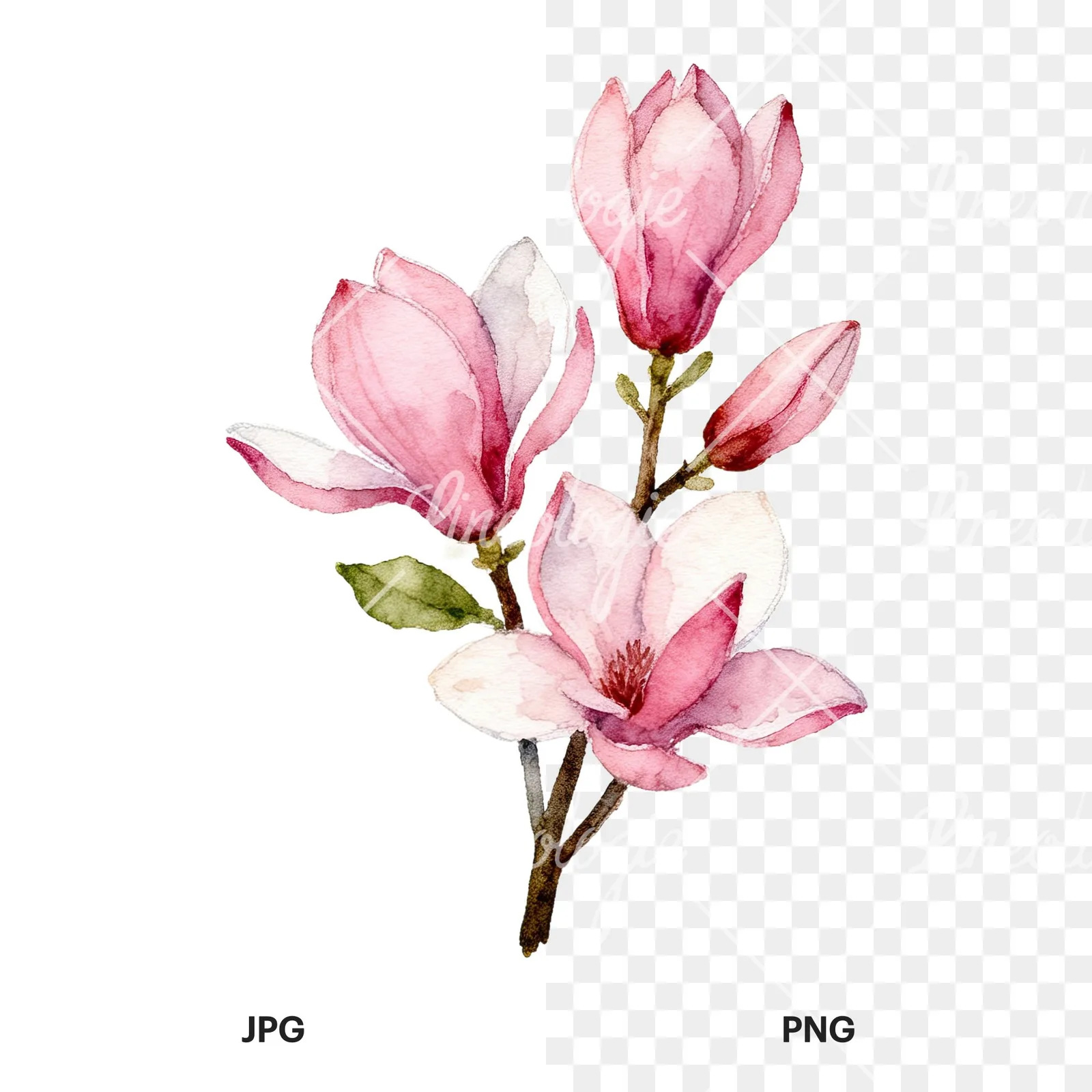 Watercolor pink magnolia bouquet with branches clipart 5 of 9, as a JPG on white and a transparent PNG
