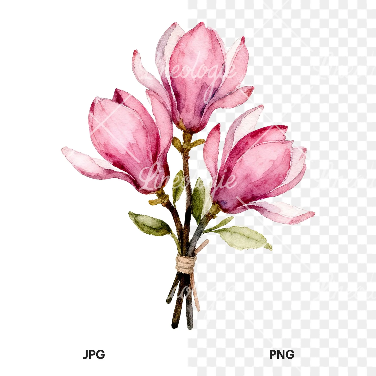 Watercolor pink magnolia bouquet with branches clipart 8 of 9, as a JPG on white and a transparent PNG