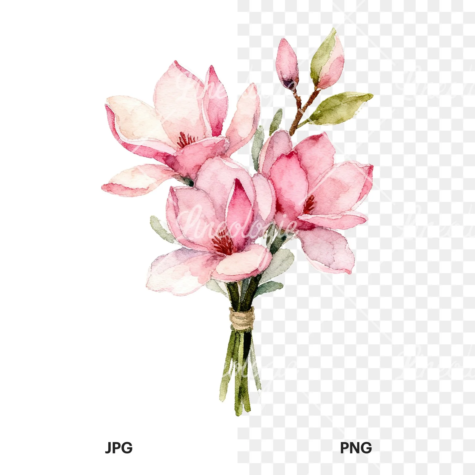 Watercolor pink magnolia bouquet with branches clipart 9 of 9, as a JPG on white and a transparent PNG