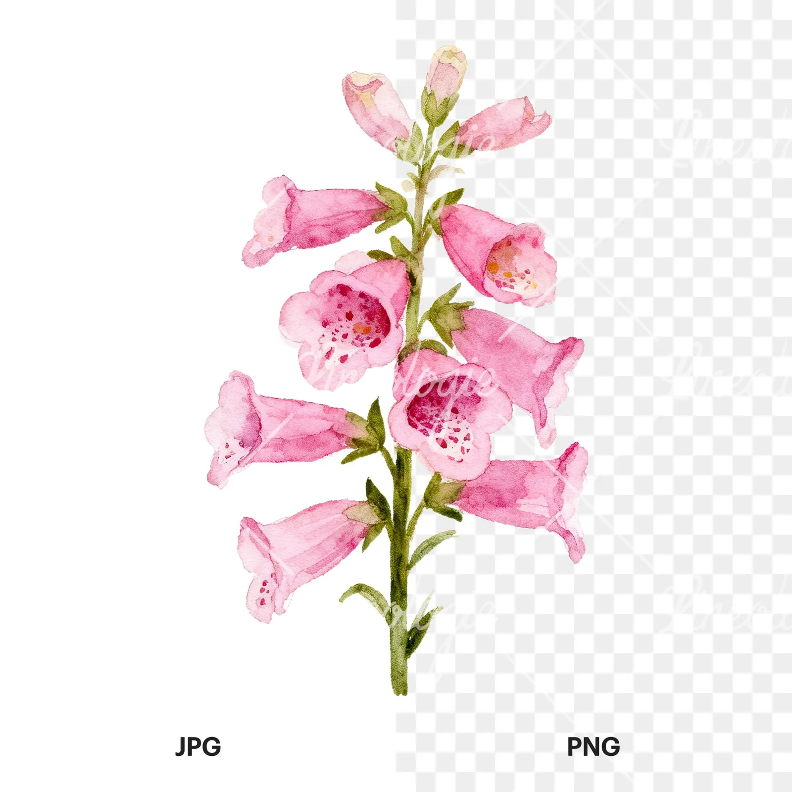 Watercolor pink purple foxglove bouquet clipart 1 of 9, as a JPG on white and a transparent PNG
