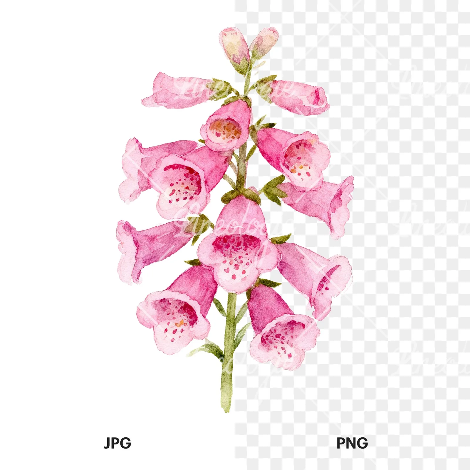 Watercolor pink purple foxglove bouquet clipart 2 of 9, as a JPG on white and a transparent PNG