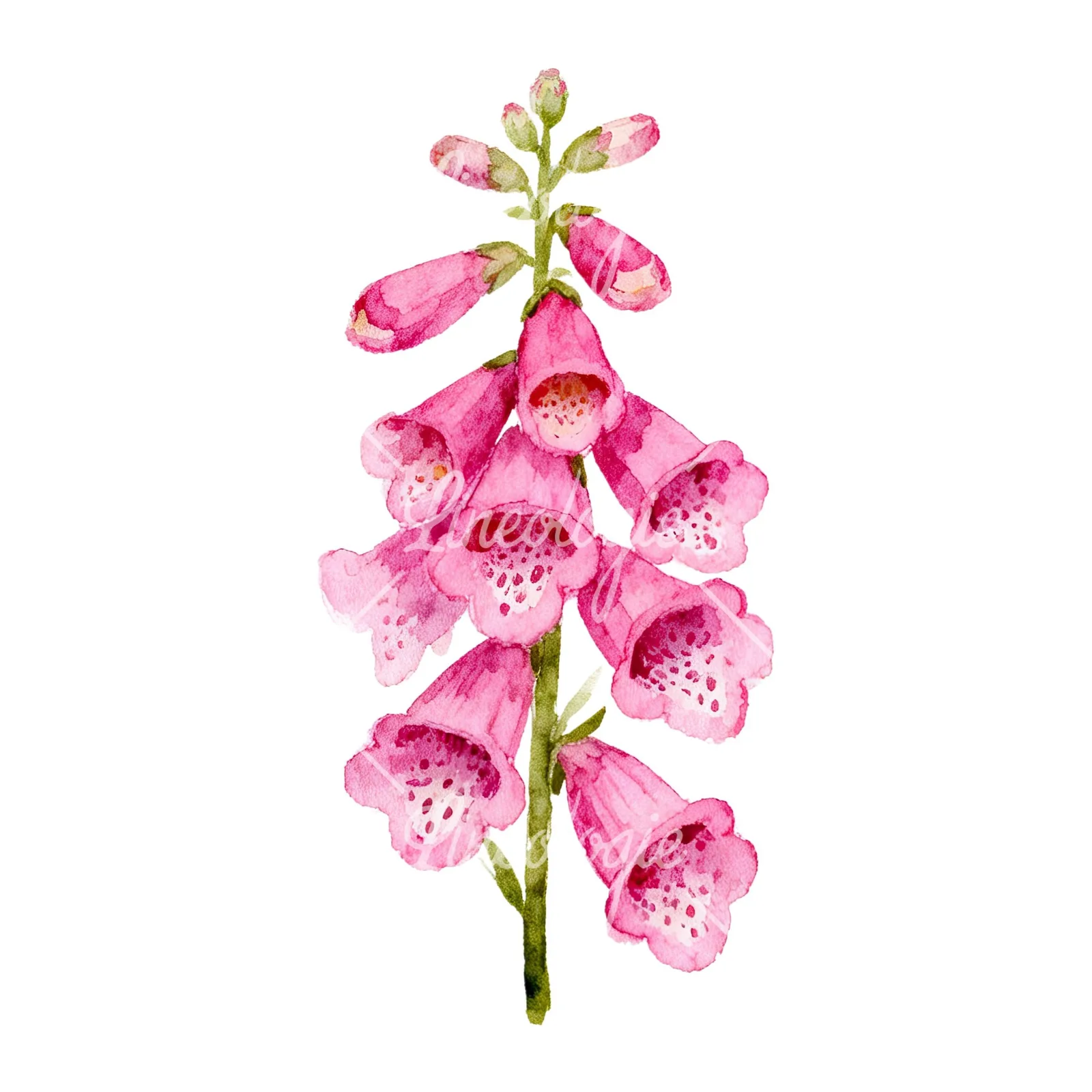 Watercolor pink purple foxglove bouquet clipart 3 of 9 on a white background (JPG)
