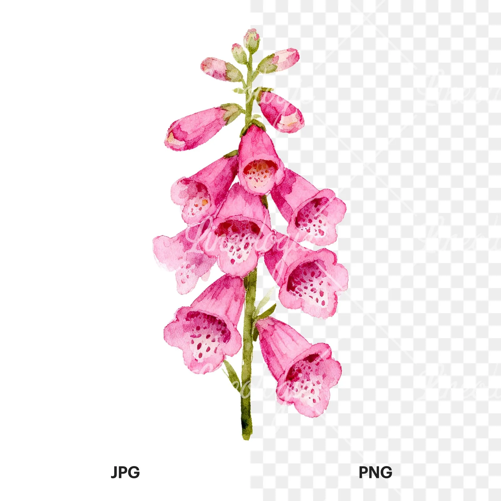 Watercolor pink purple foxglove bouquet clipart 3 of 9, as a JPG on white and a transparent PNG