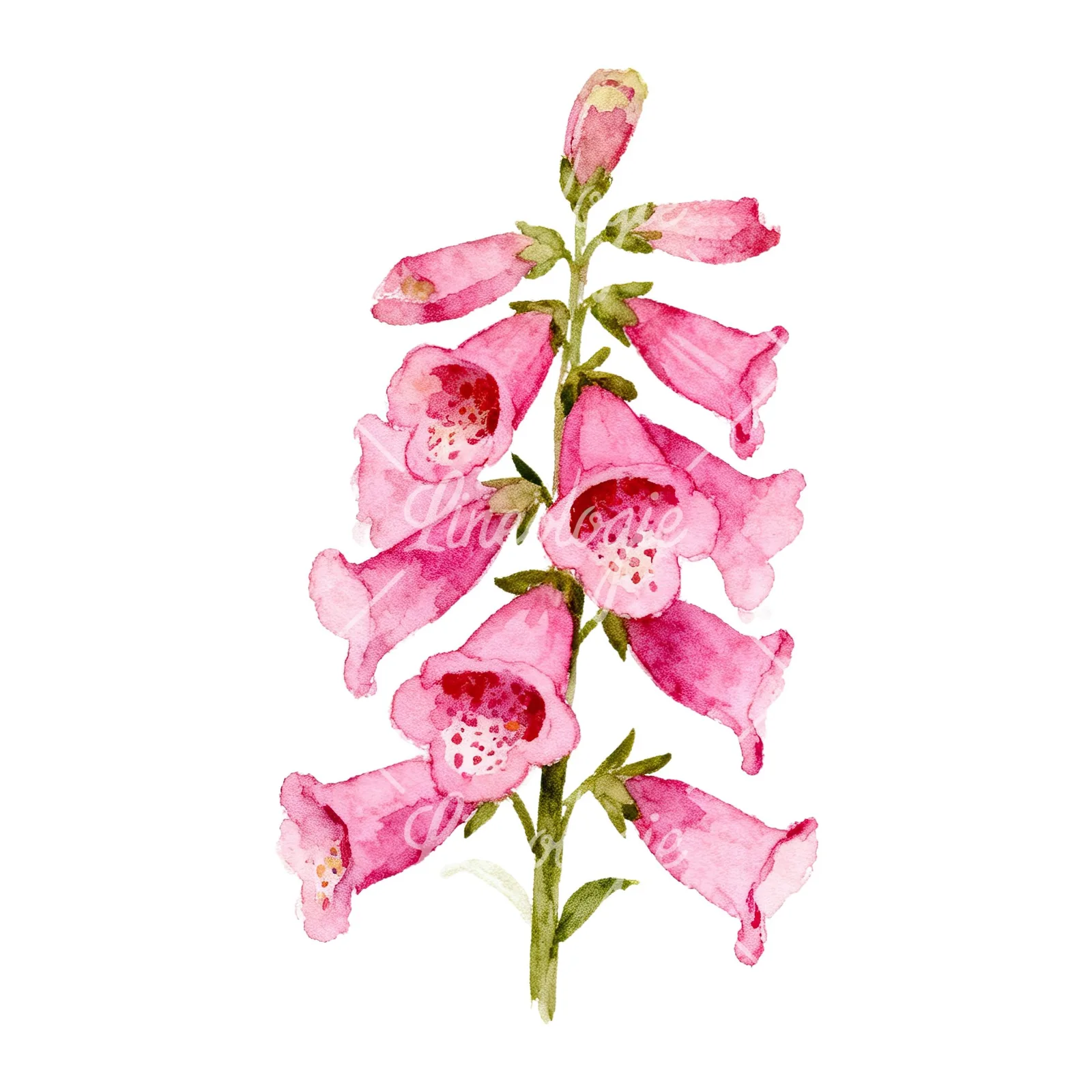 Watercolor pink purple foxglove bouquet clipart 4 of 9 on a white background (JPG)