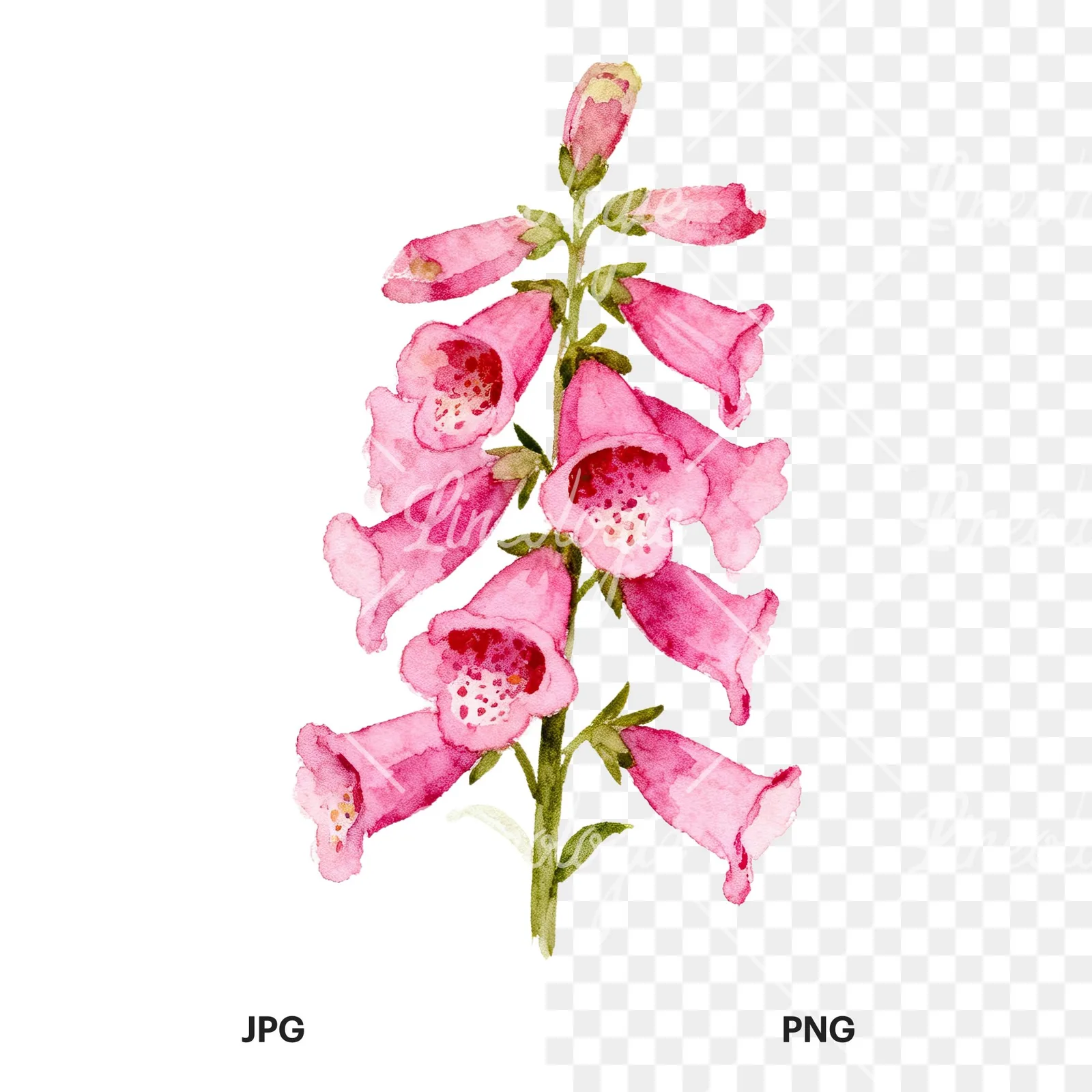 Watercolor pink purple foxglove bouquet clipart 4 of 9, as a JPG on white and a transparent PNG
