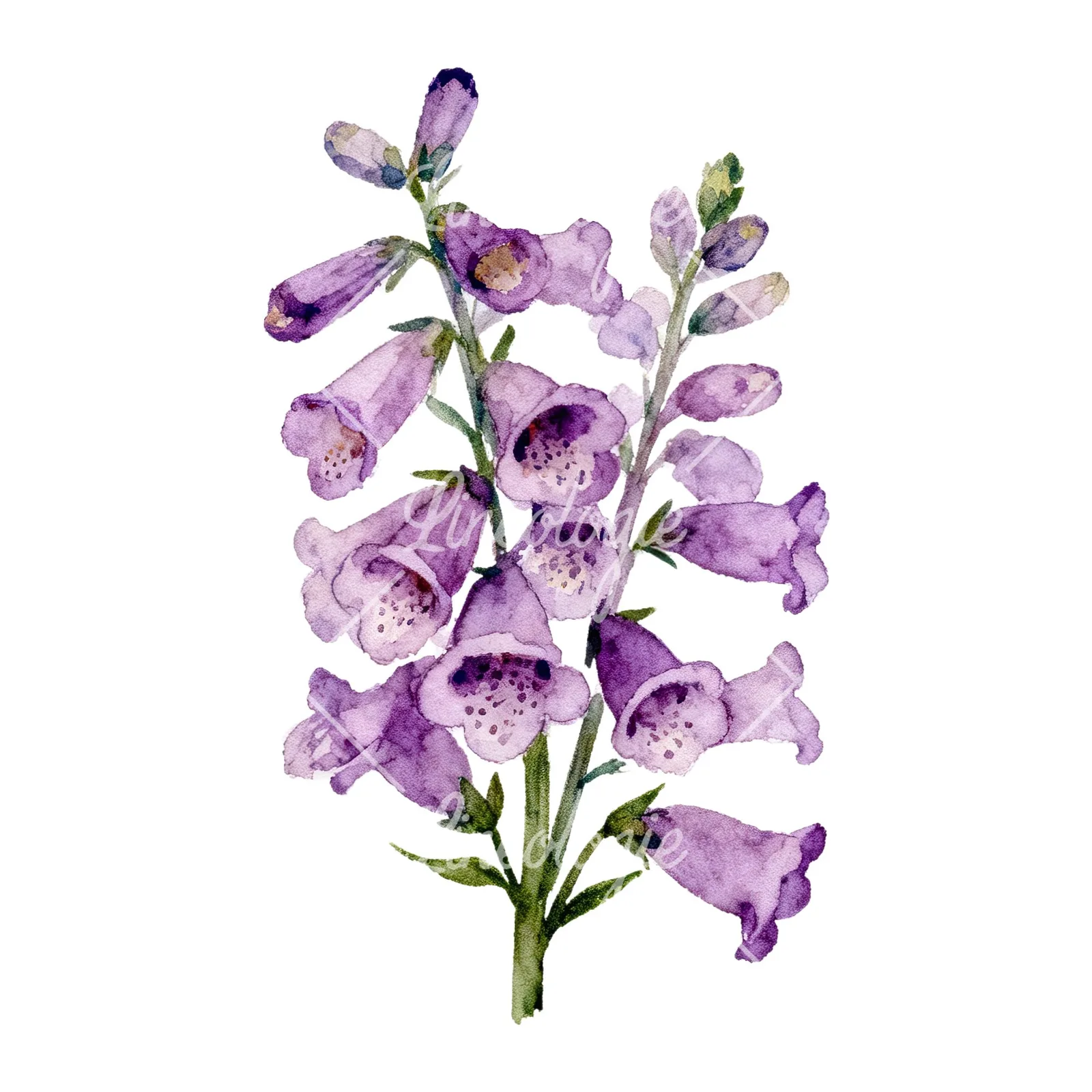Watercolor pink purple foxglove bouquet clipart 5 of 9 on a white background (JPG)