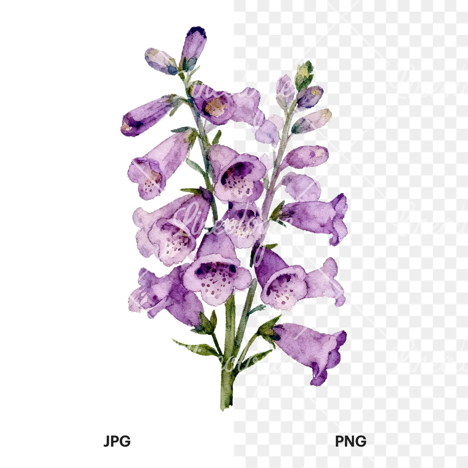 Watercolor pink purple foxglove bouquet clipart 5 of 9, as a JPG on white and a transparent PNG