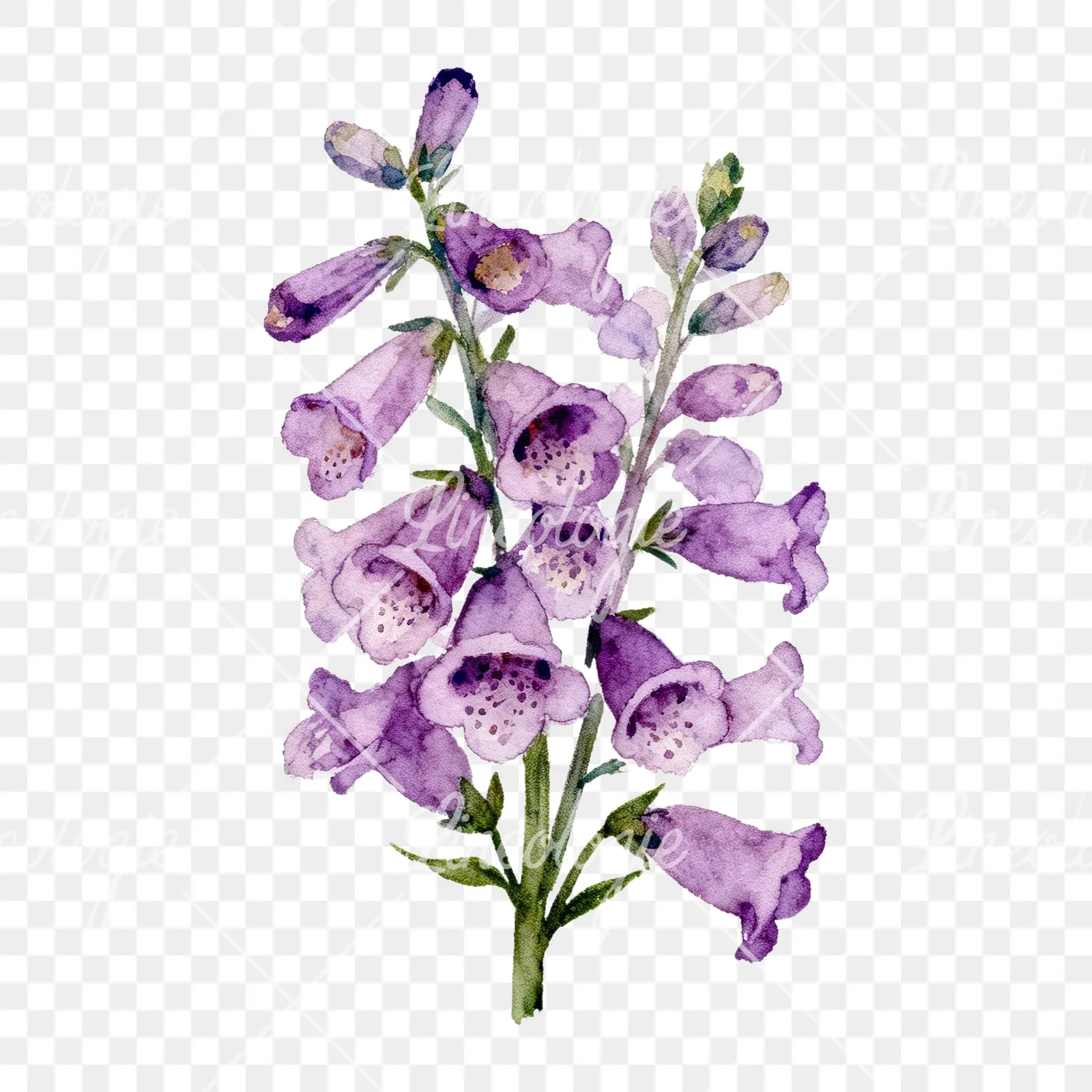 Watercolor pink purple foxglove bouquet clipart 5 of 9 on a transparent background (PNG)