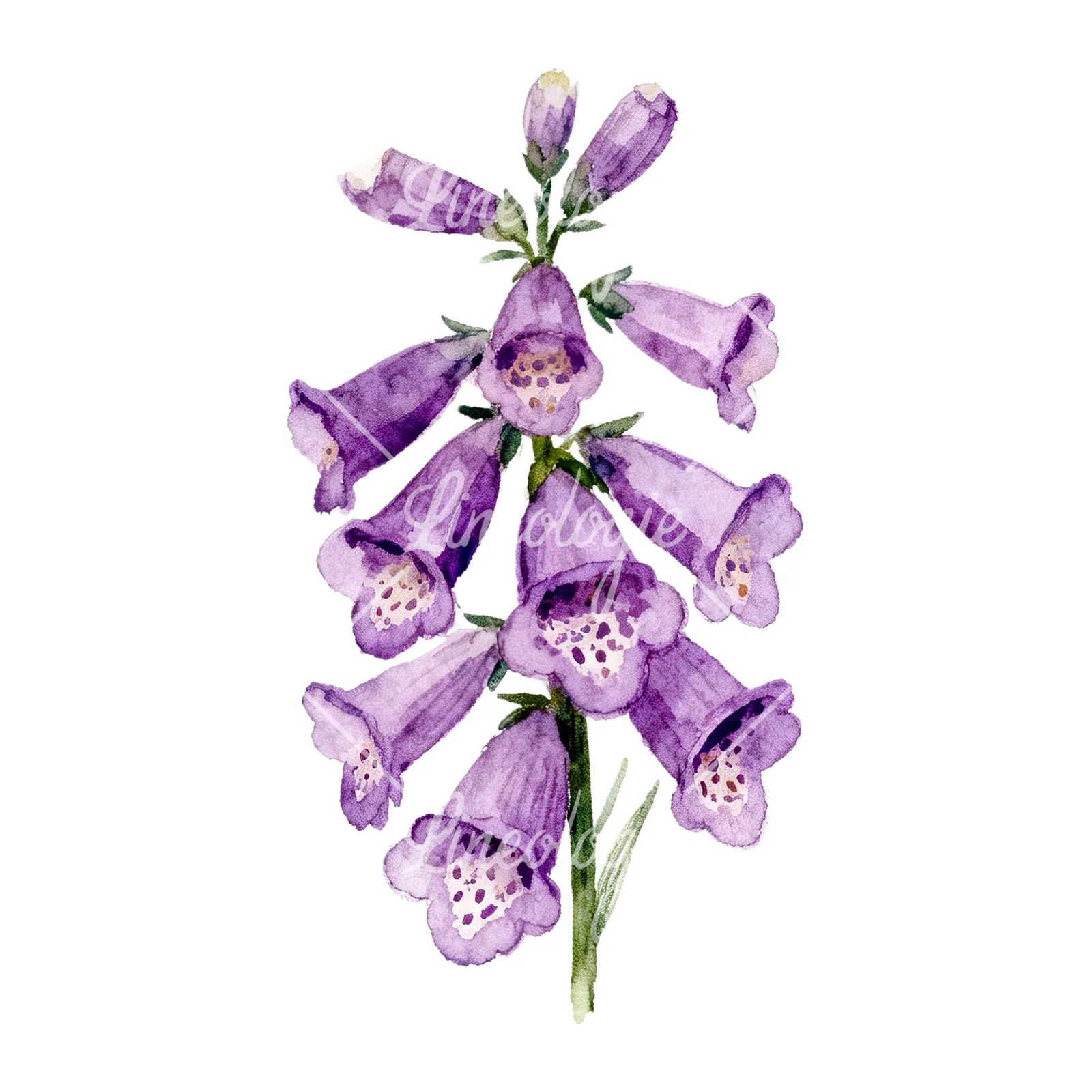 Watercolor pink purple foxglove bouquet clipart 6 of 9 on a white background (JPG)
