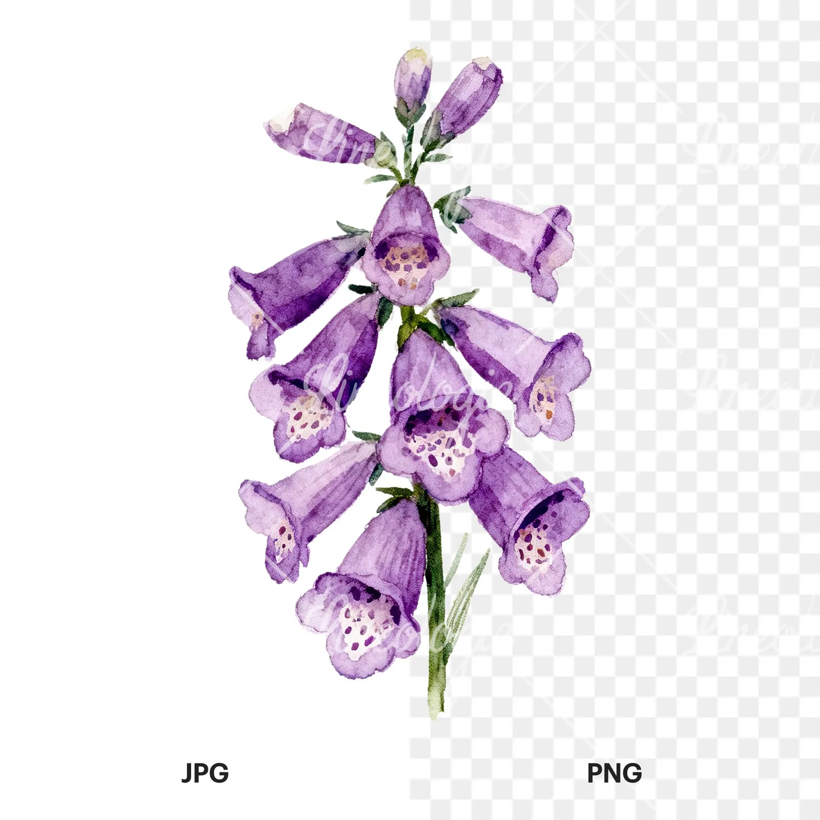 Watercolor pink purple foxglove bouquet clipart 6 of 9, as a JPG on white and a transparent PNG