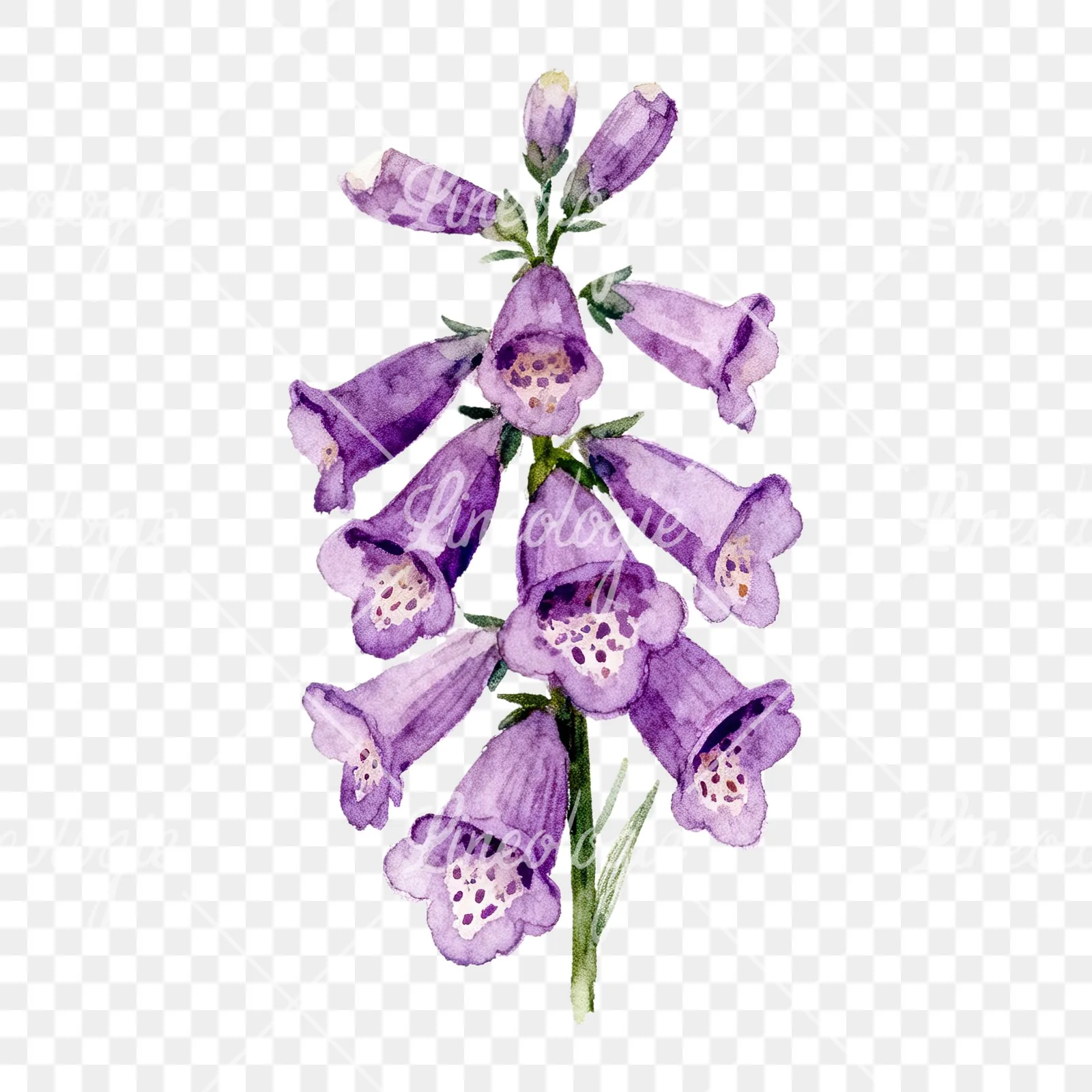 Watercolor pink purple foxglove bouquet clipart 6 of 9 on a transparent background (PNG)