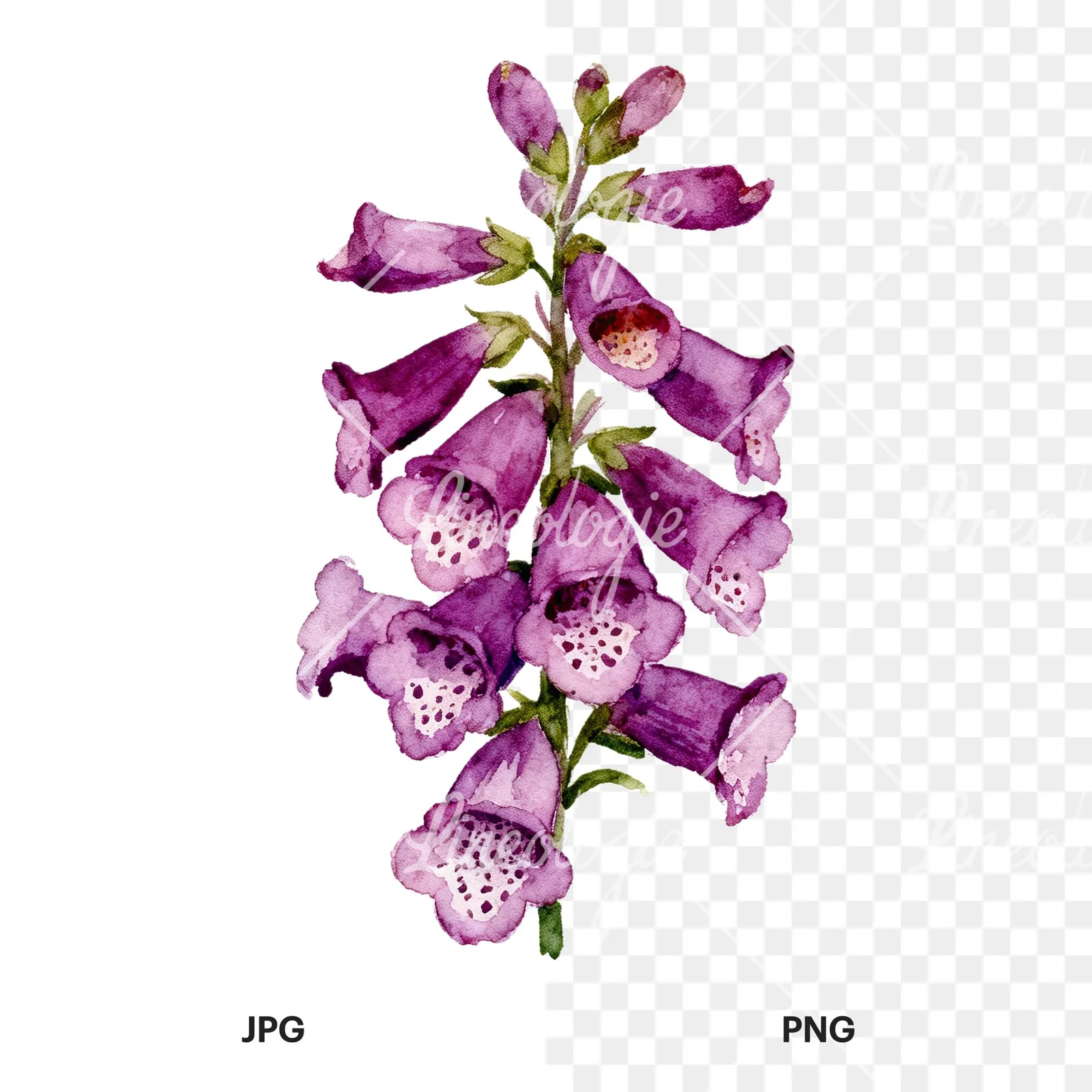 Watercolor pink purple foxglove bouquet clipart 7 of 9, as a JPG on white and a transparent PNG